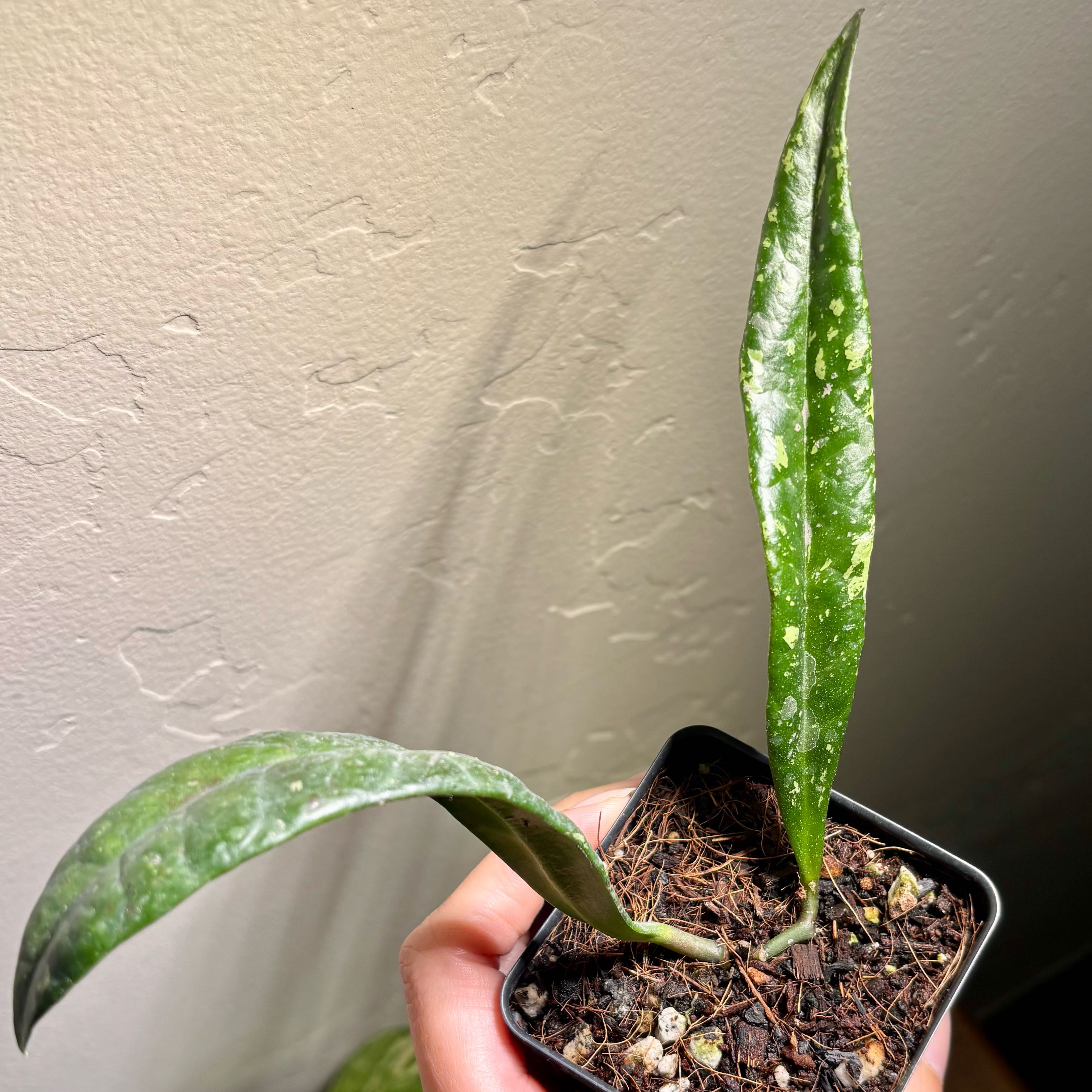 Photo of the plant species Hoya griffithii by @CoriVanSwae named Hoya Suluwesiana Splash on Greg, the plant care app