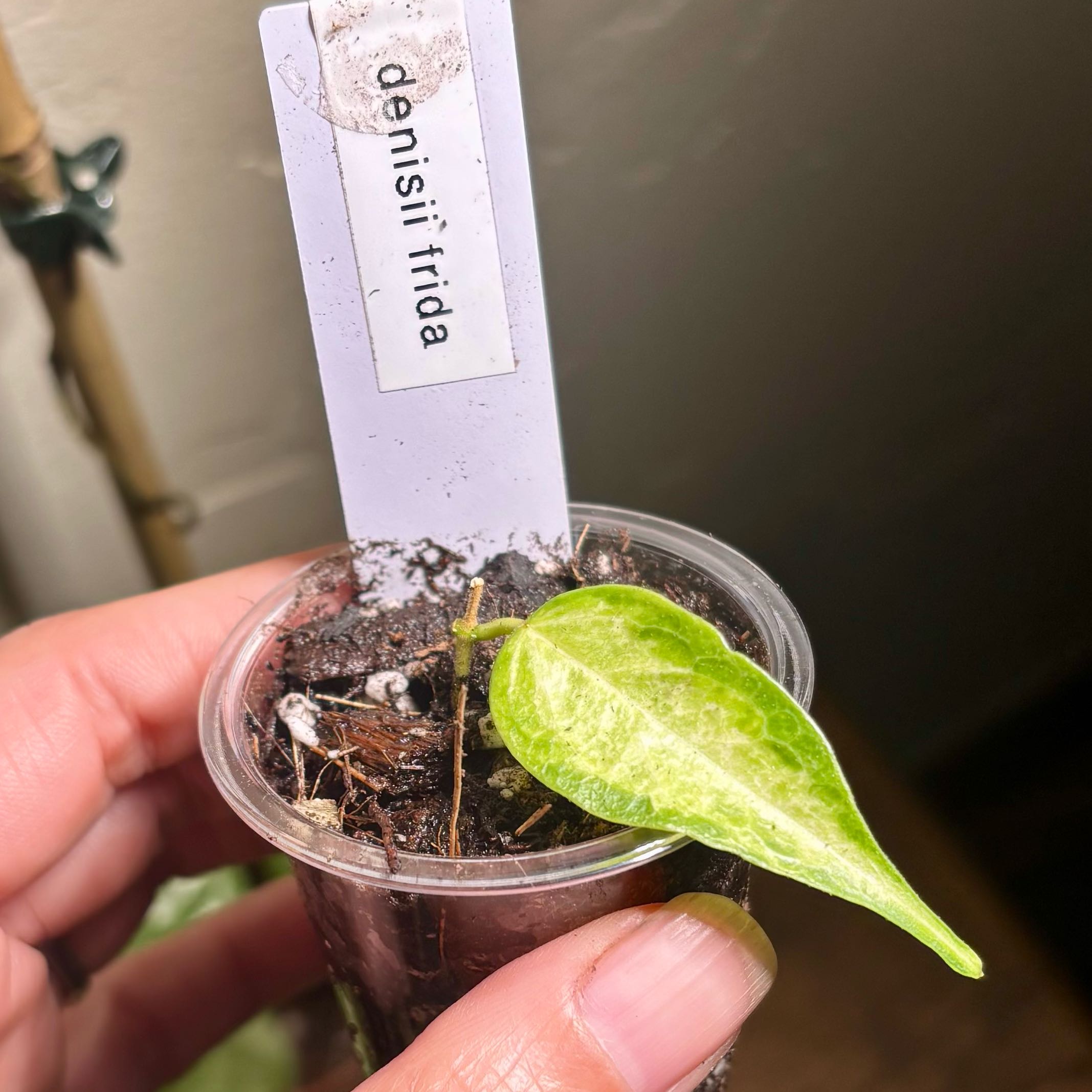 Photo of the plant species Hoya dennisii by @CoriVanSwae named Hoya Dennisii Frida on Greg, the plant care app