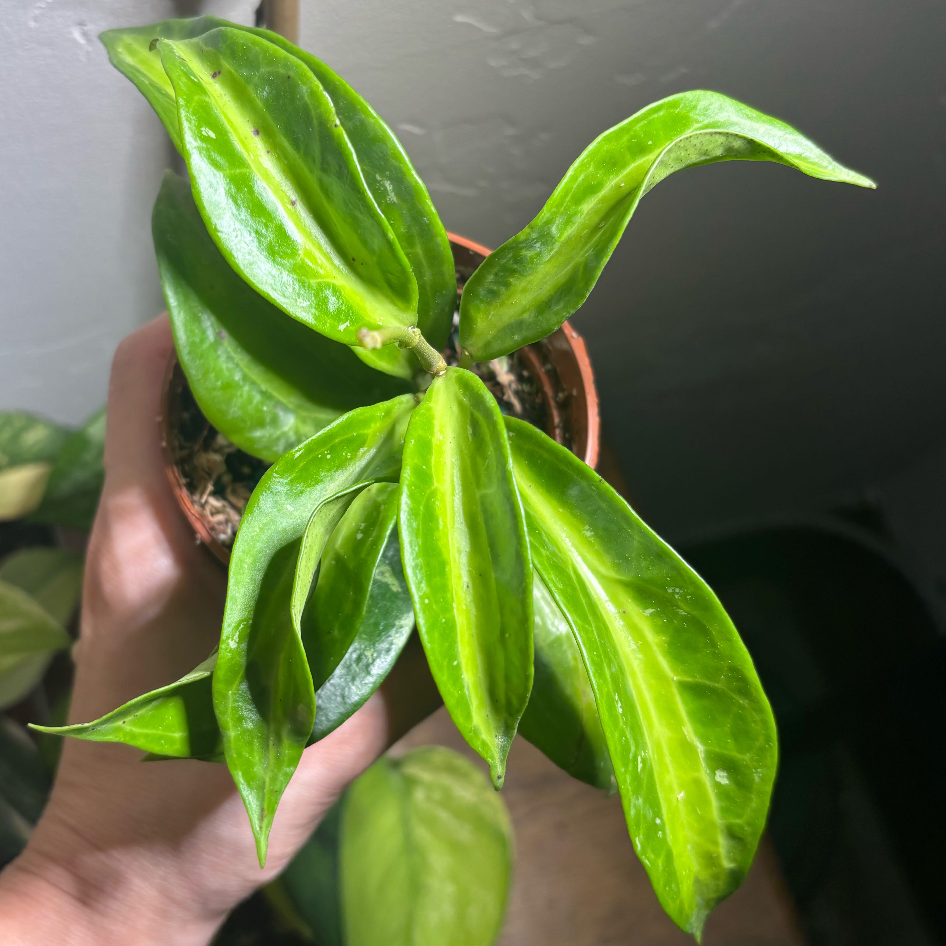 Photo of the plant species Bai Bua by @CoriVanSwae named Hoya Bai Bua on Greg, the plant care app
