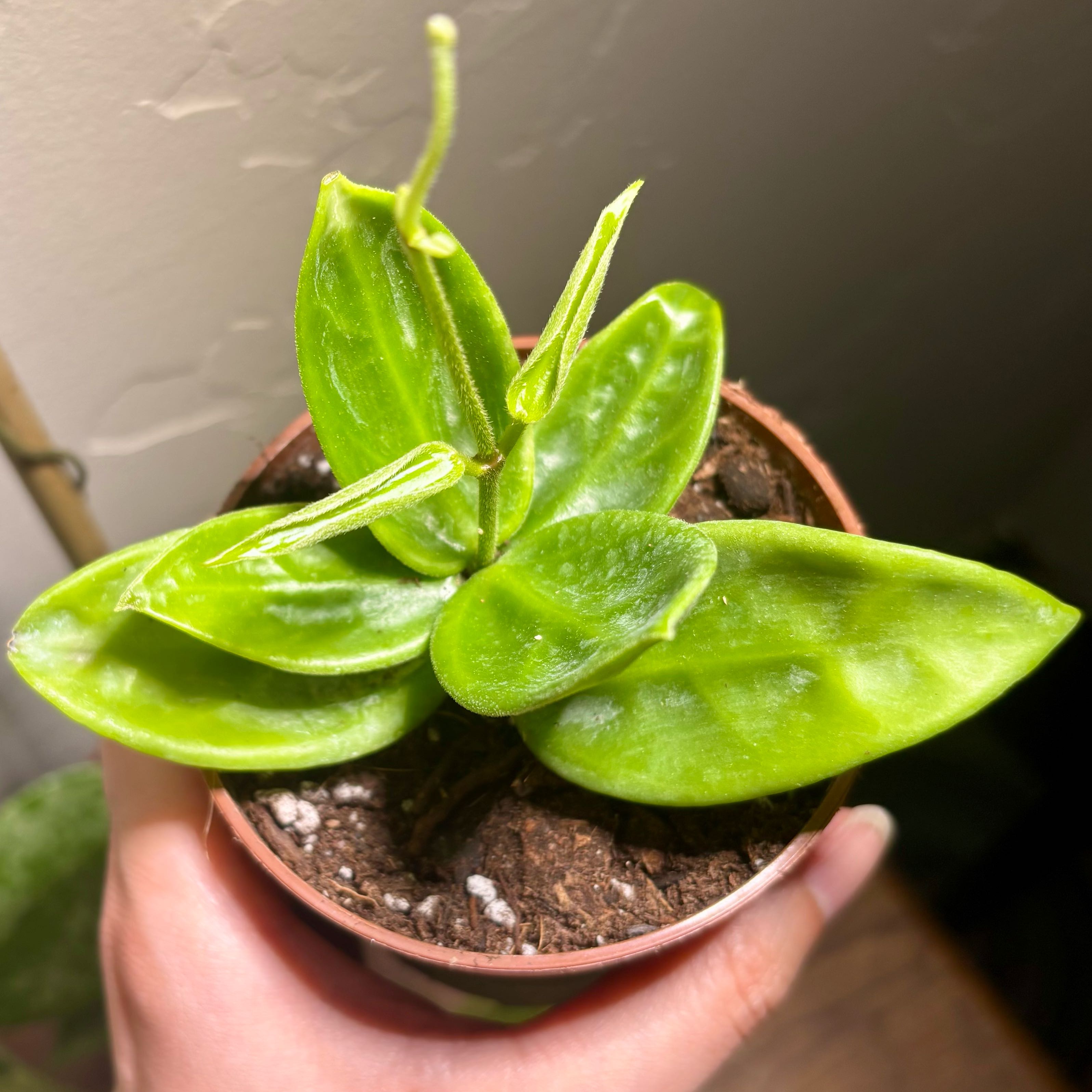 Photo of the plant species Vangviengiensis Hoya by @CoriVanSwae named Hoya Vangviengiebsis on Greg, the plant care app