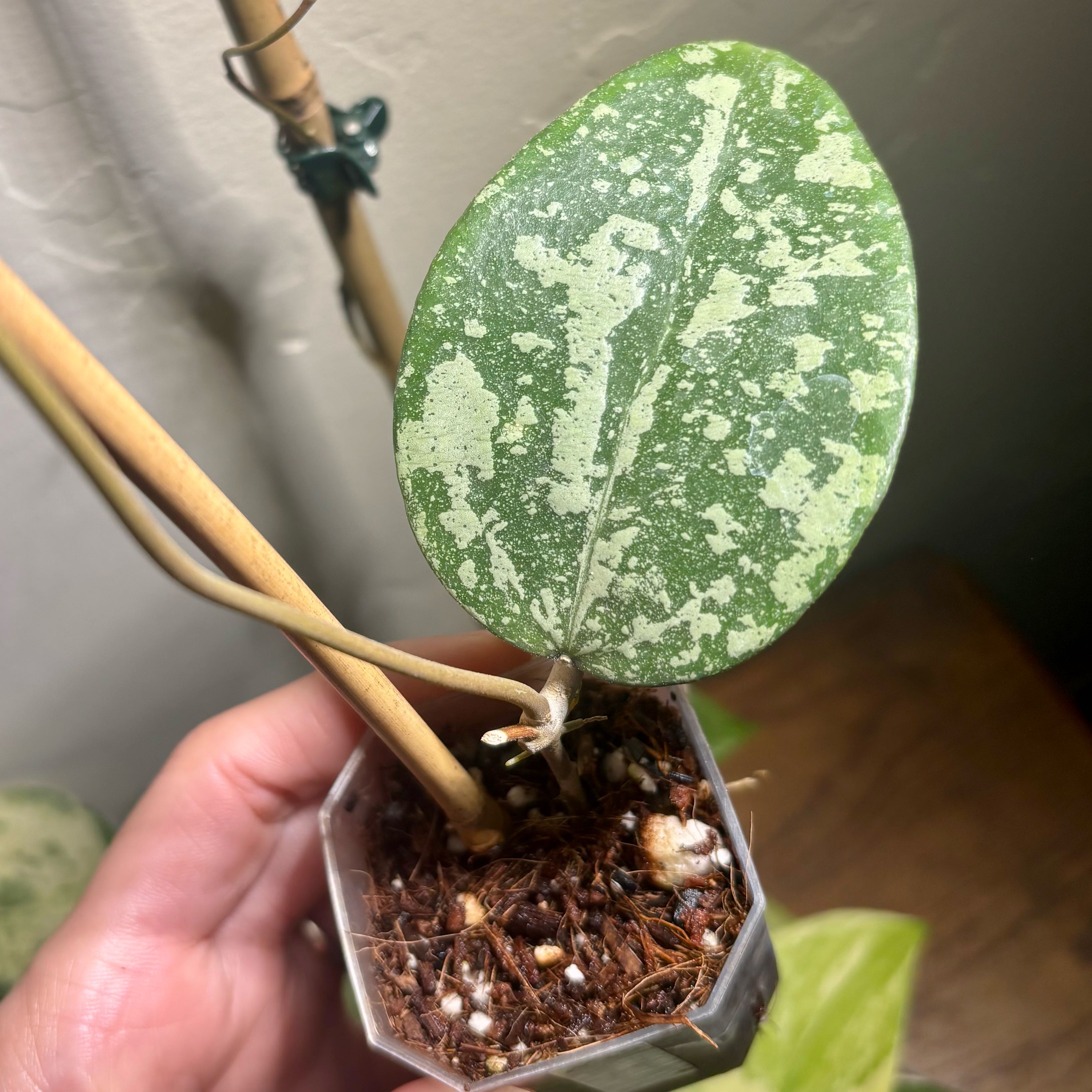 Photo of the plant species Hoya forbesii by @CoriVanSwae named Hoya NganJuk Silver Splash on Greg, the plant care app