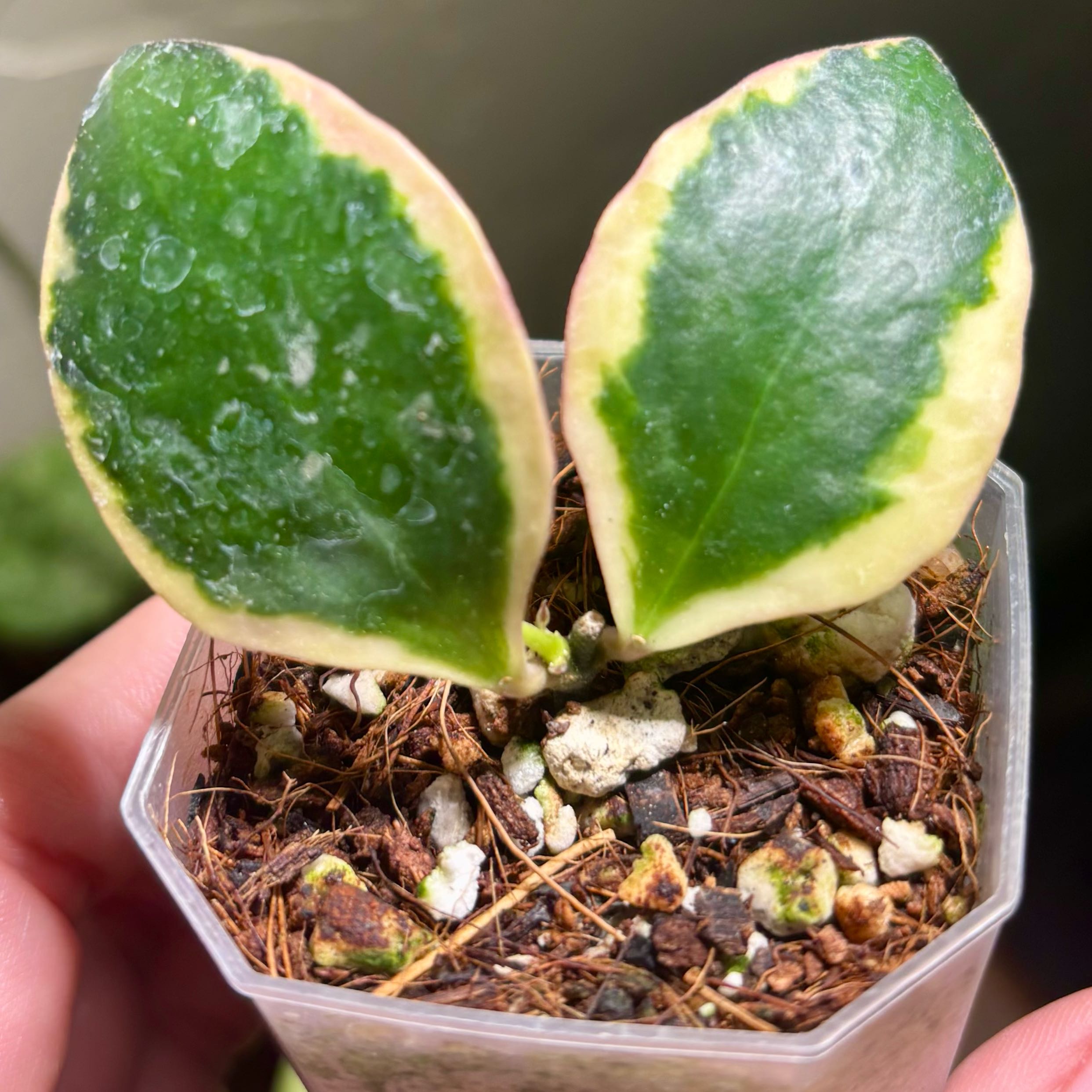 Photo of the plant species Hoya incurvula by @CoriVanSwae named Hoya Incurvula Albo/Palto on Greg, the plant care app