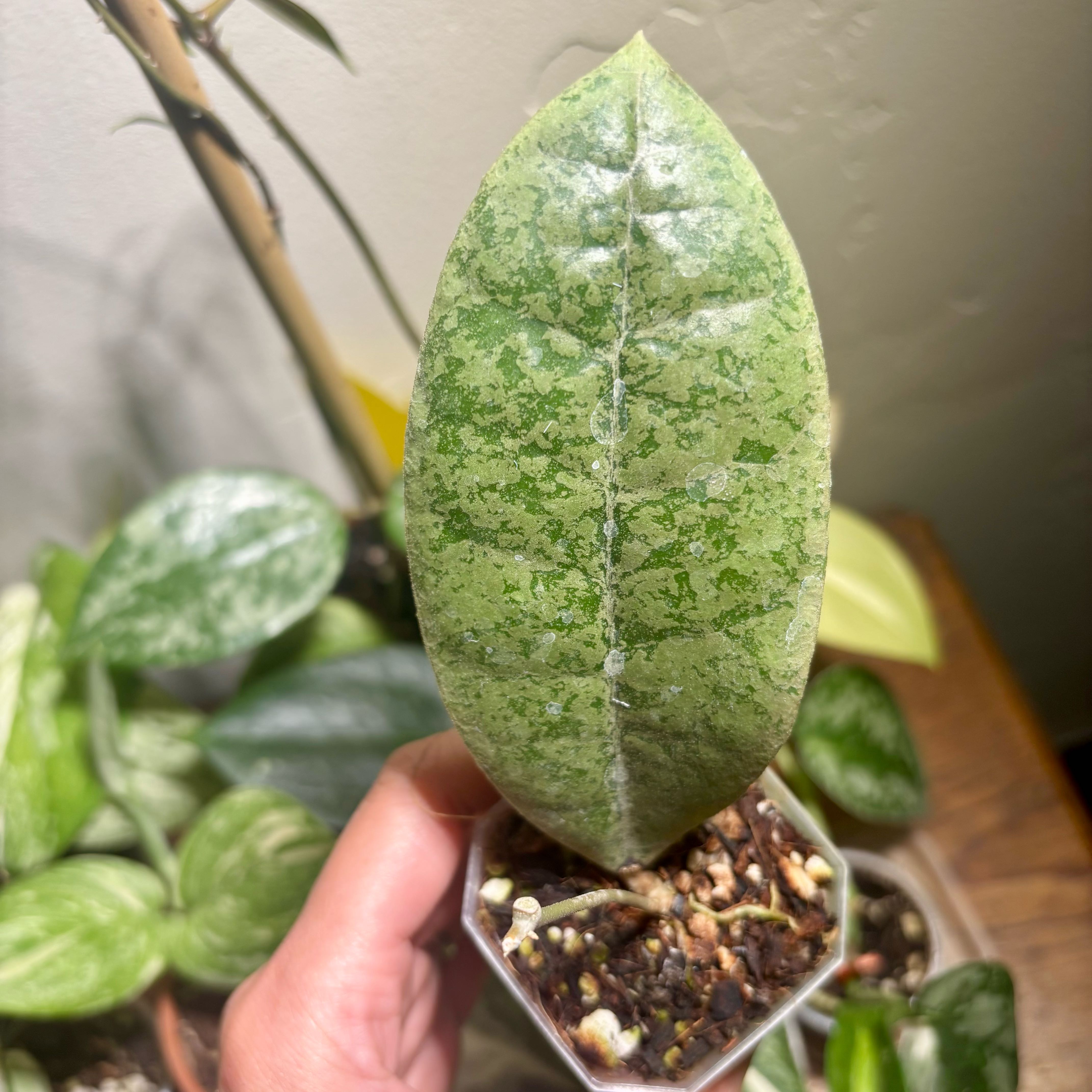 Photo of the plant species Hoya forbesii by @CoriVanSwae named Hoya Forbesii Silver on Greg, the plant care app