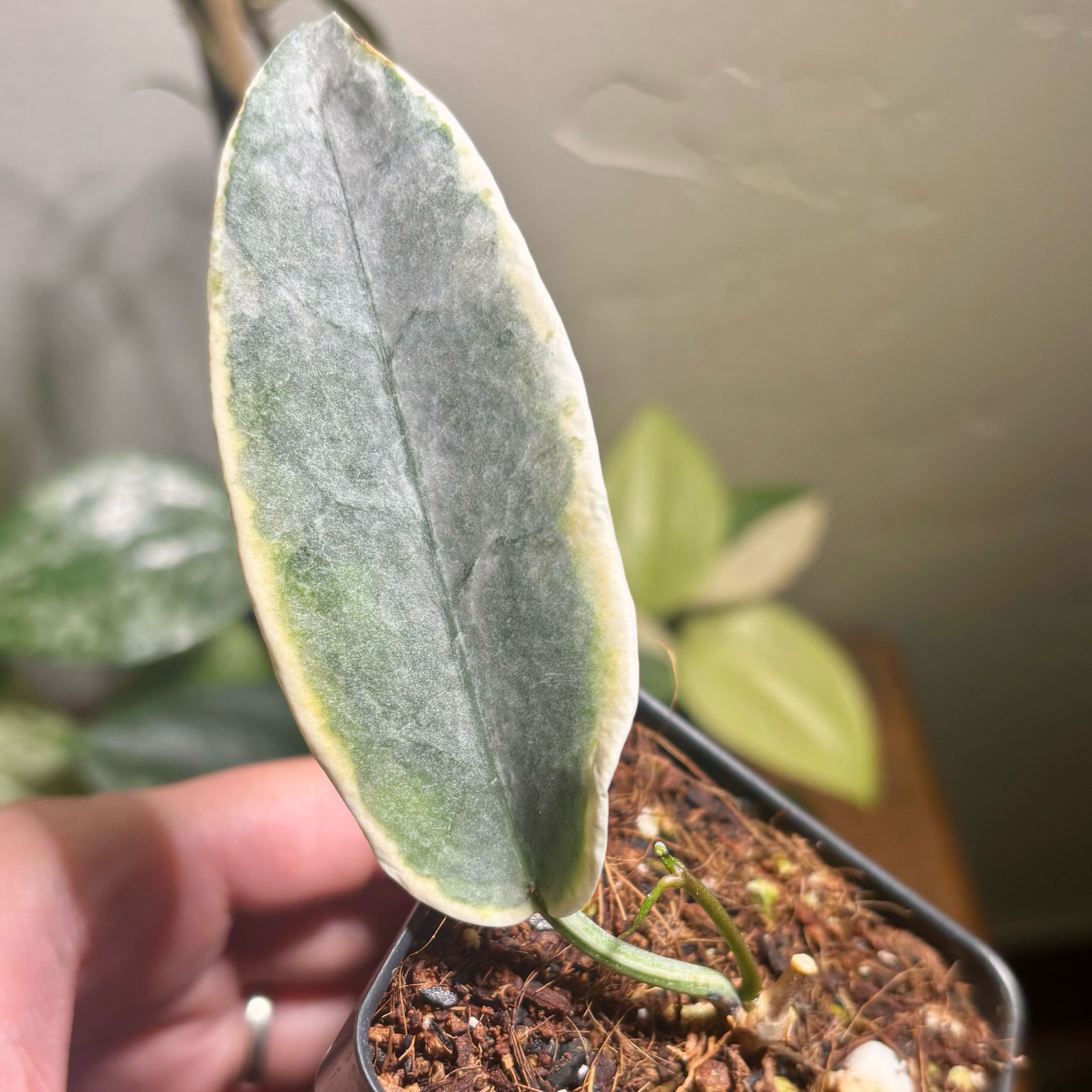 Photo of the plant species Hoya Archboldiana by @CoriVanSwae named Hoya Archboldiana Albo on Greg, the plant care app