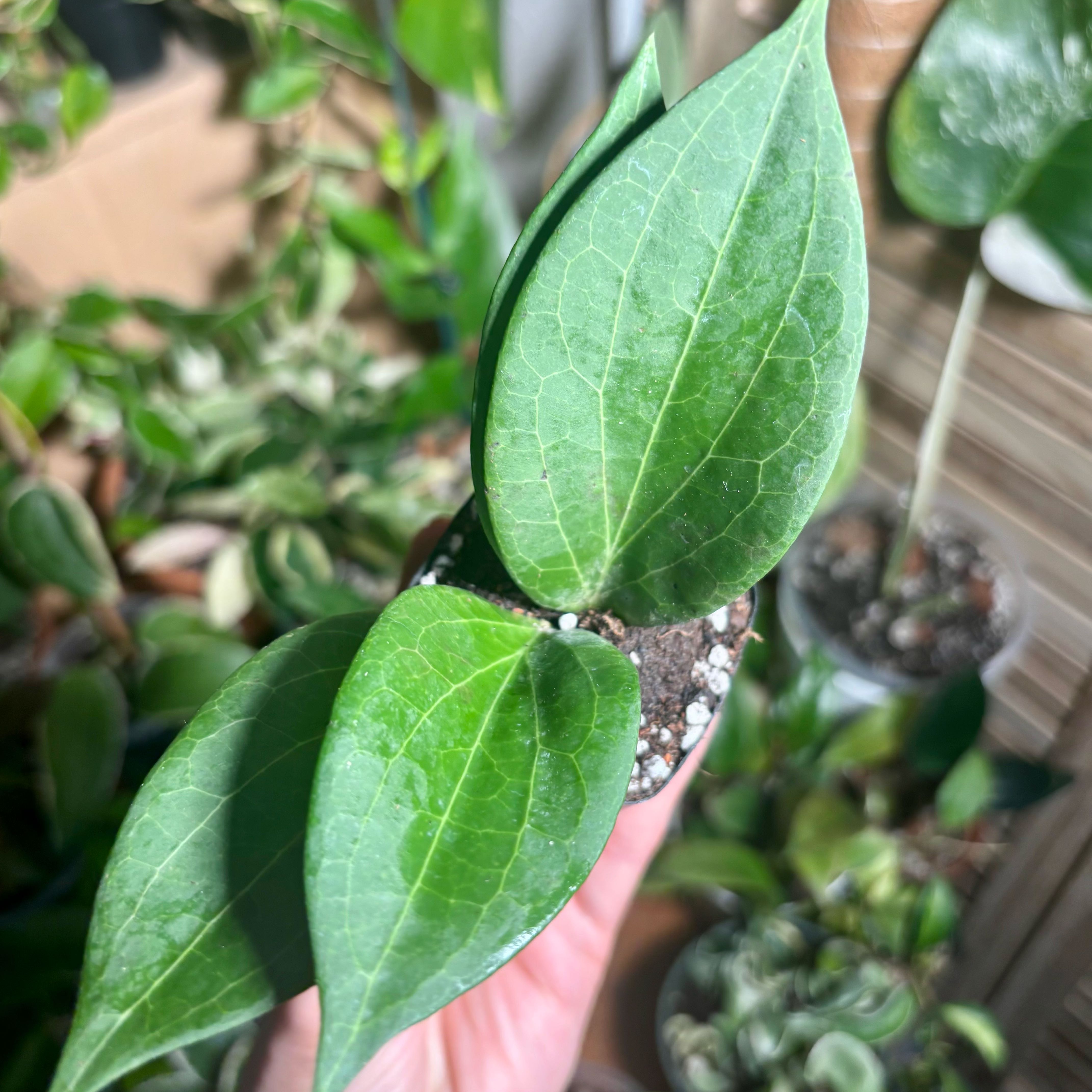 Photo of the plant species Hoya pottsii 'Khao Yai' by @CoriVanSwae named Peter Parker on Greg, the plant care app