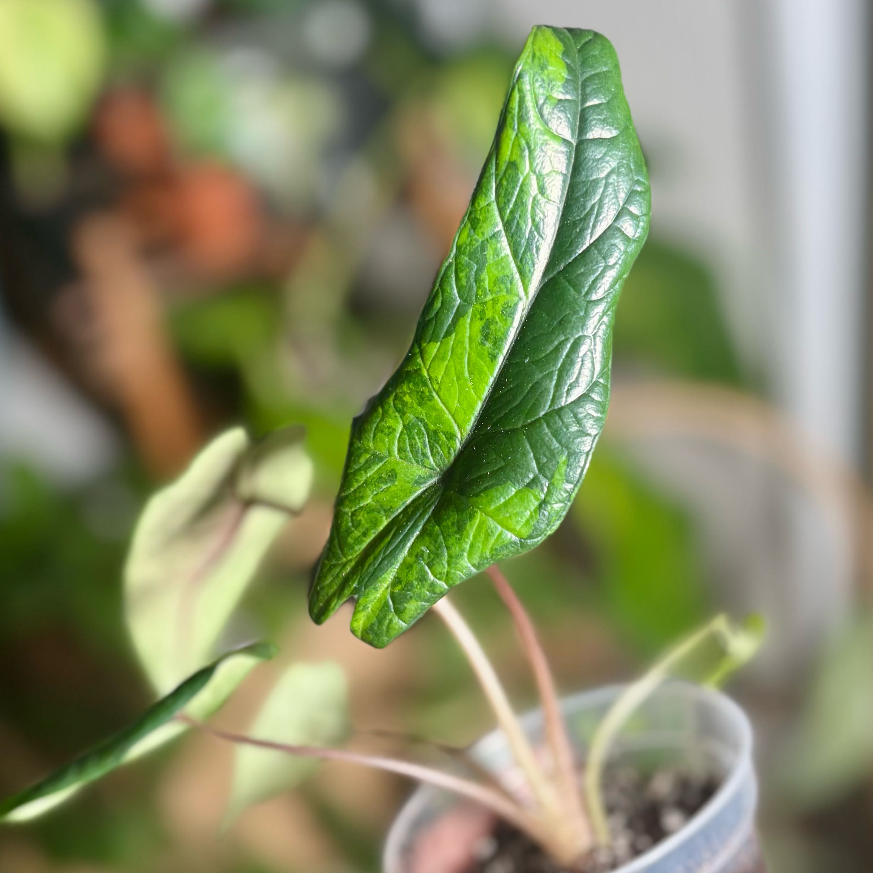 Photo of the plant species Alocasia by @CoriVanSwae named Alocasia Aurea on Greg, the plant care app