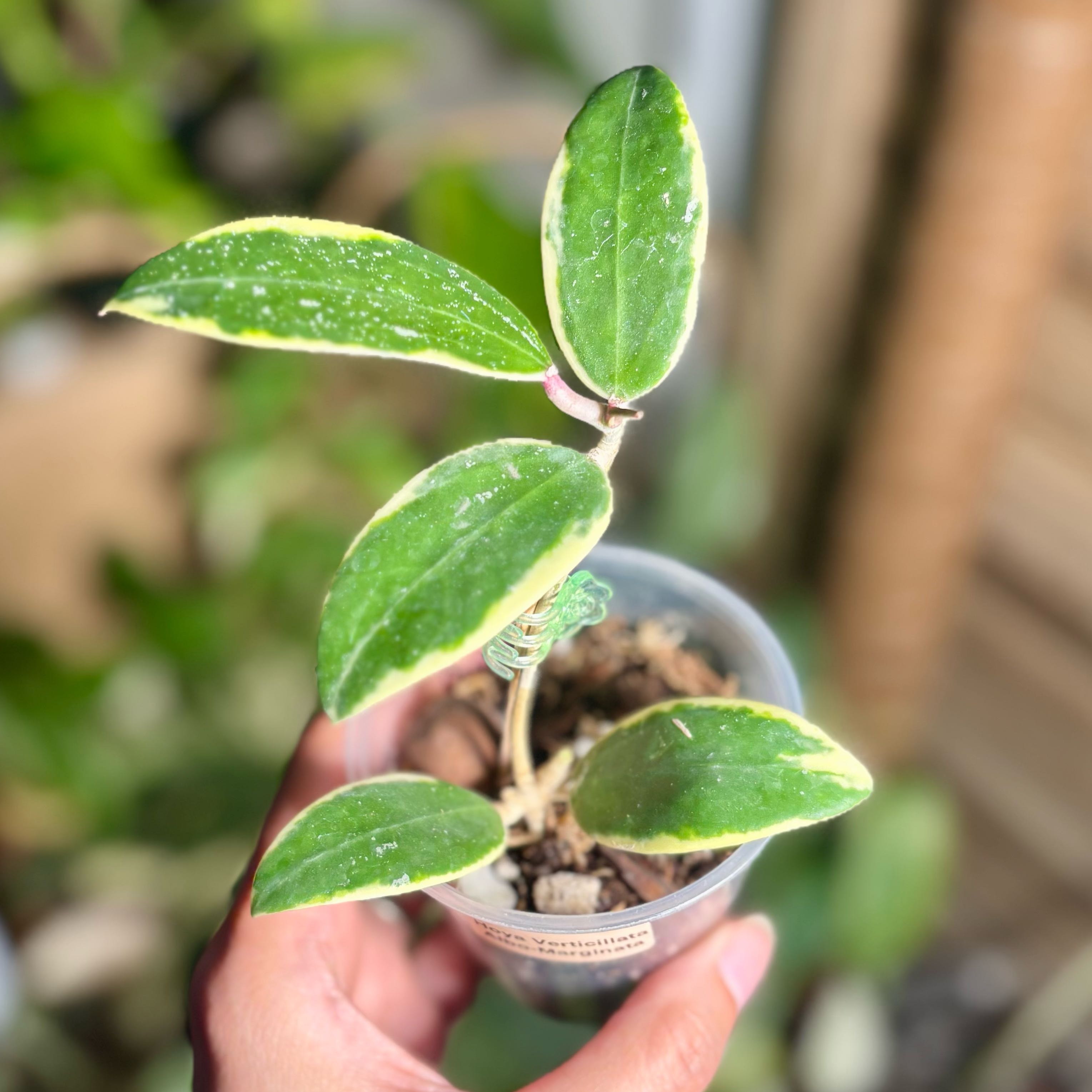 Photo of the plant species Albo Marginata Hoya Verticillata by @CoriVanSwae named Beyonce on Greg, the plant care app