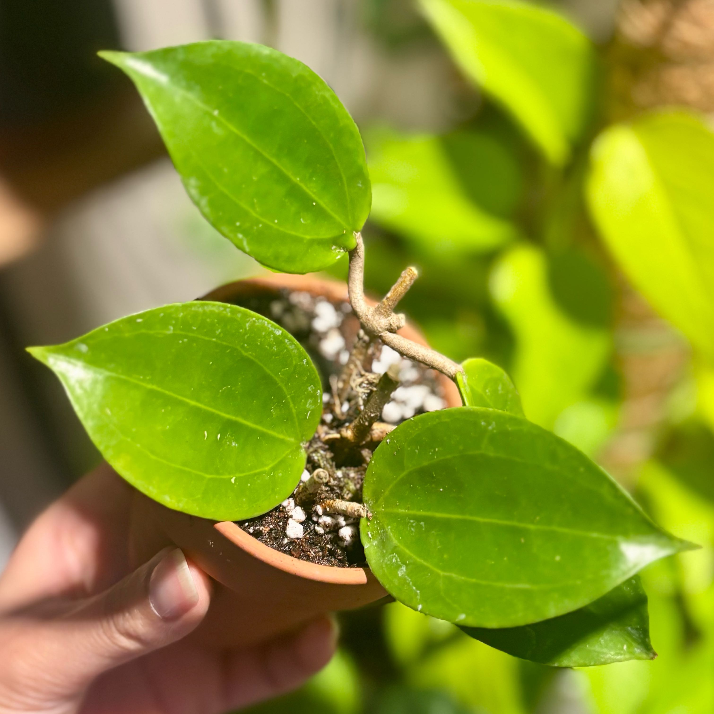 Photo of the plant species Hoya vitiensis by @CoriVanSwae named Hoya Vicenciona on Greg, the plant care app