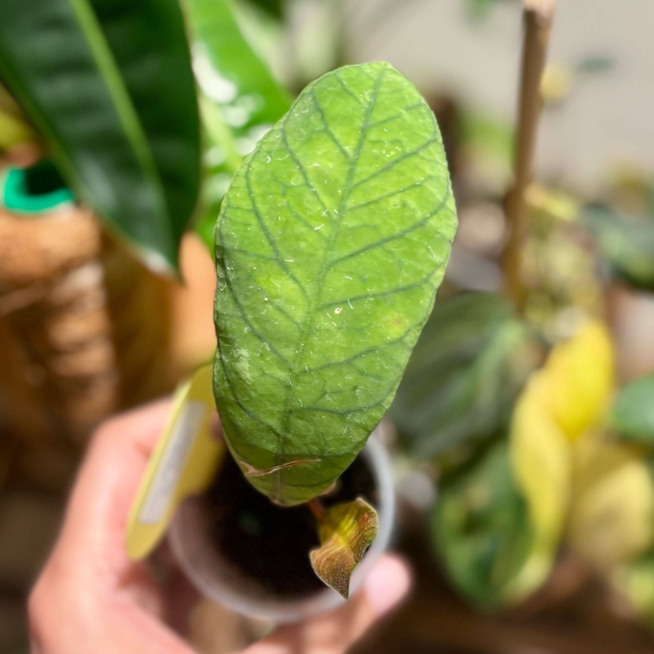 Photo of the plant species Hoya Sabah by @CoriVanSwae named Harmony on Greg, the plant care app