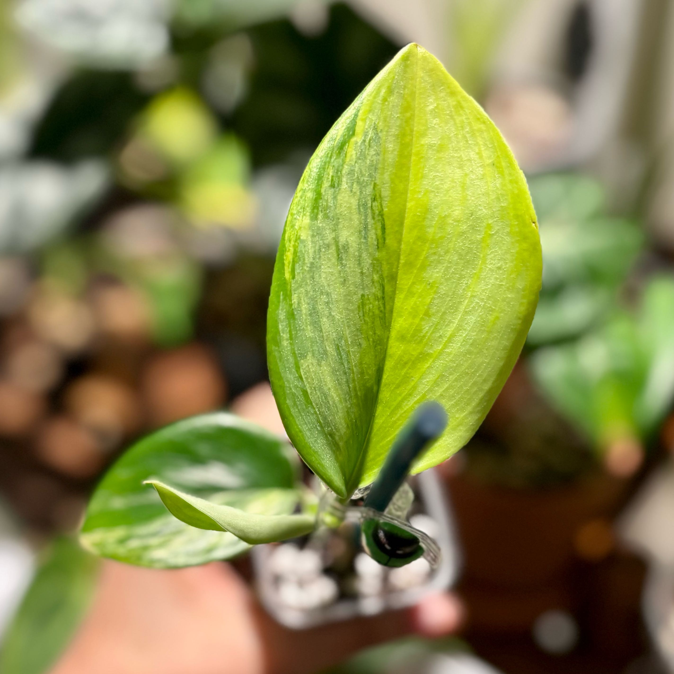 Photo of the plant species Variegated Scindapsus by @CoriVanSwae named Scindapsus Rubincon on Greg, the plant care app