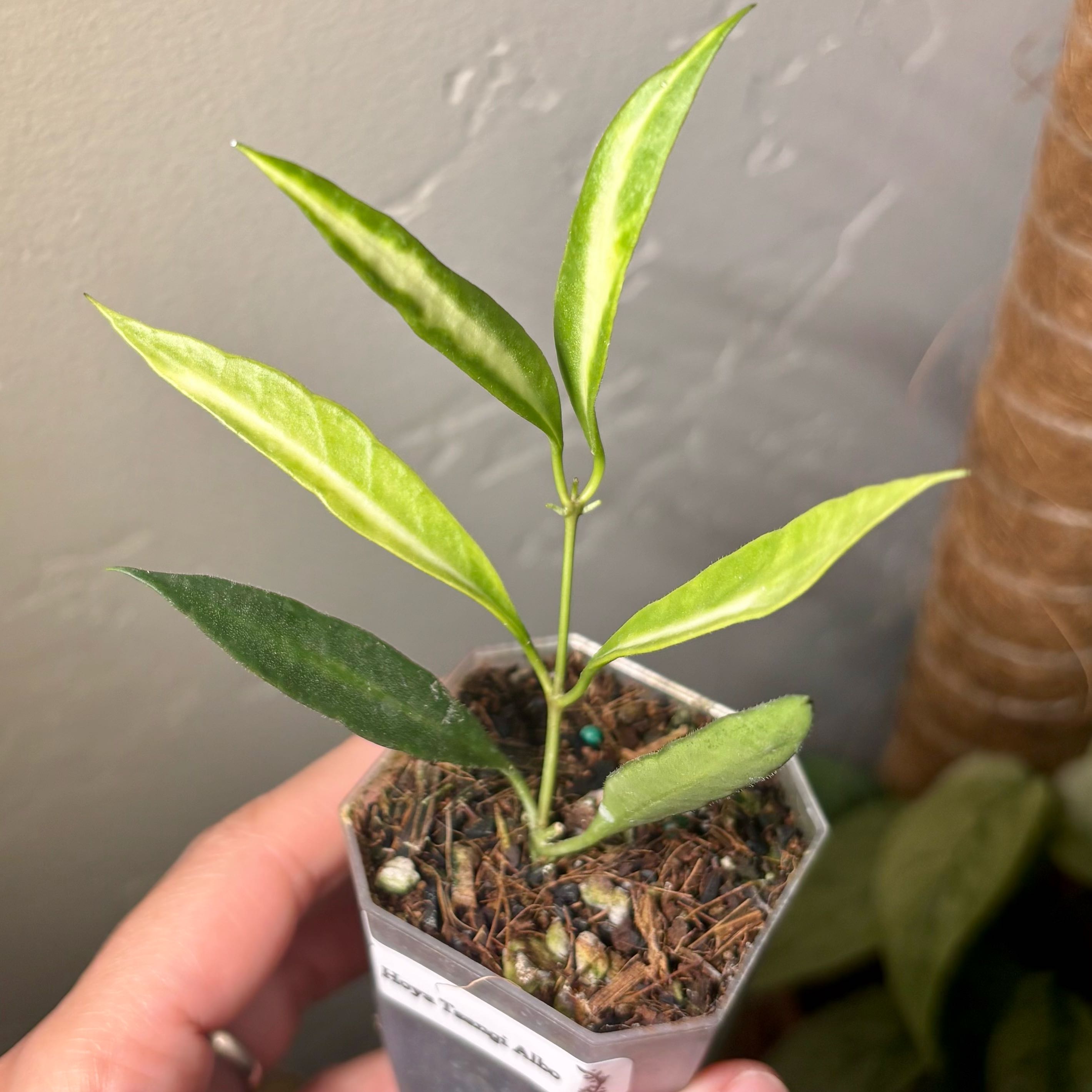 Photo of the plant species Tsangii Odetteae by @CoriVanSwae named Hoya Tsangii Albo on Greg, the plant care app