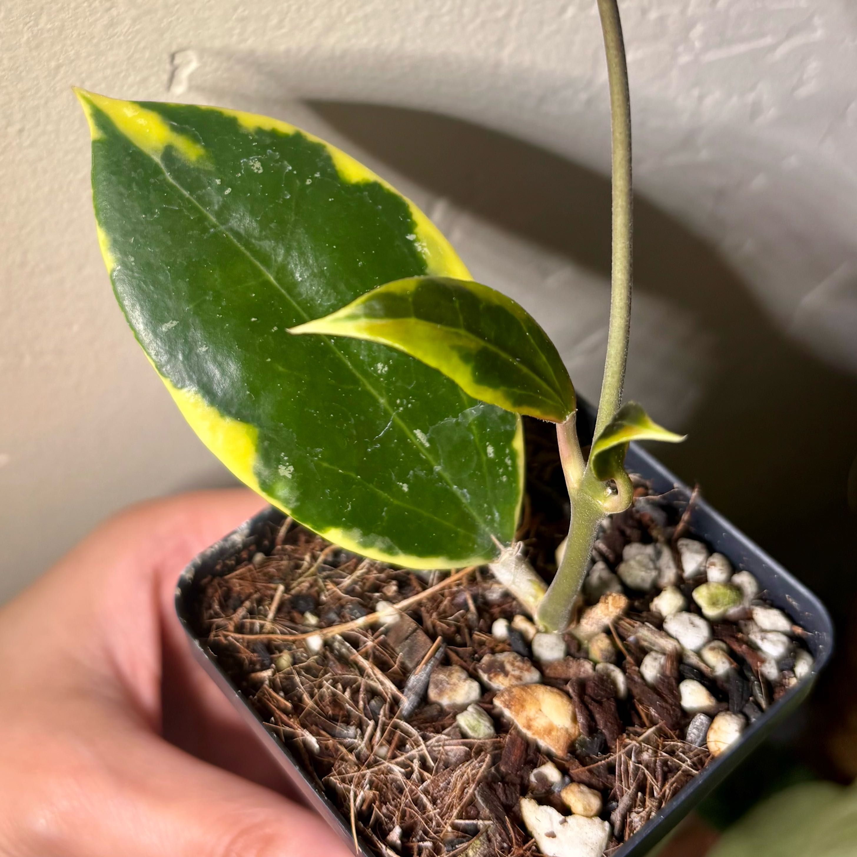 Photo of the plant species Albo Marginata Hoya Verticillata by @CoriVanSwae named Hoya Quang Ngai Albo on Greg, the plant care app