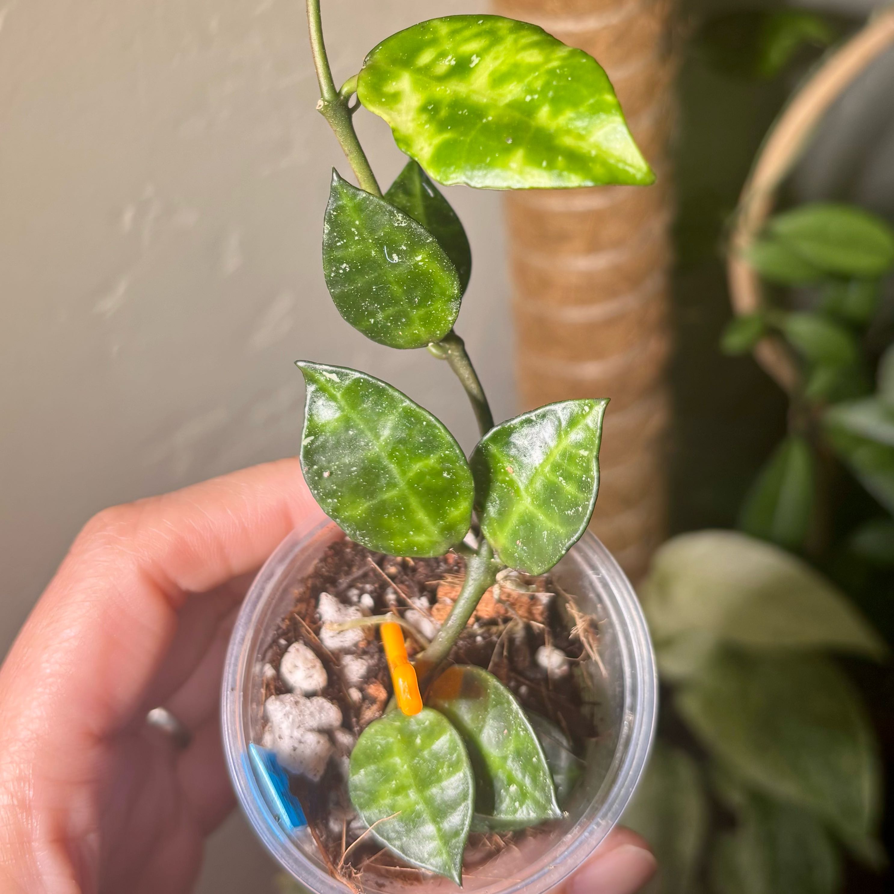 Photo of the plant species Hoya lacunosa 'Amarillo' by @CoriVanSwae named Kesha on Greg, the plant care app