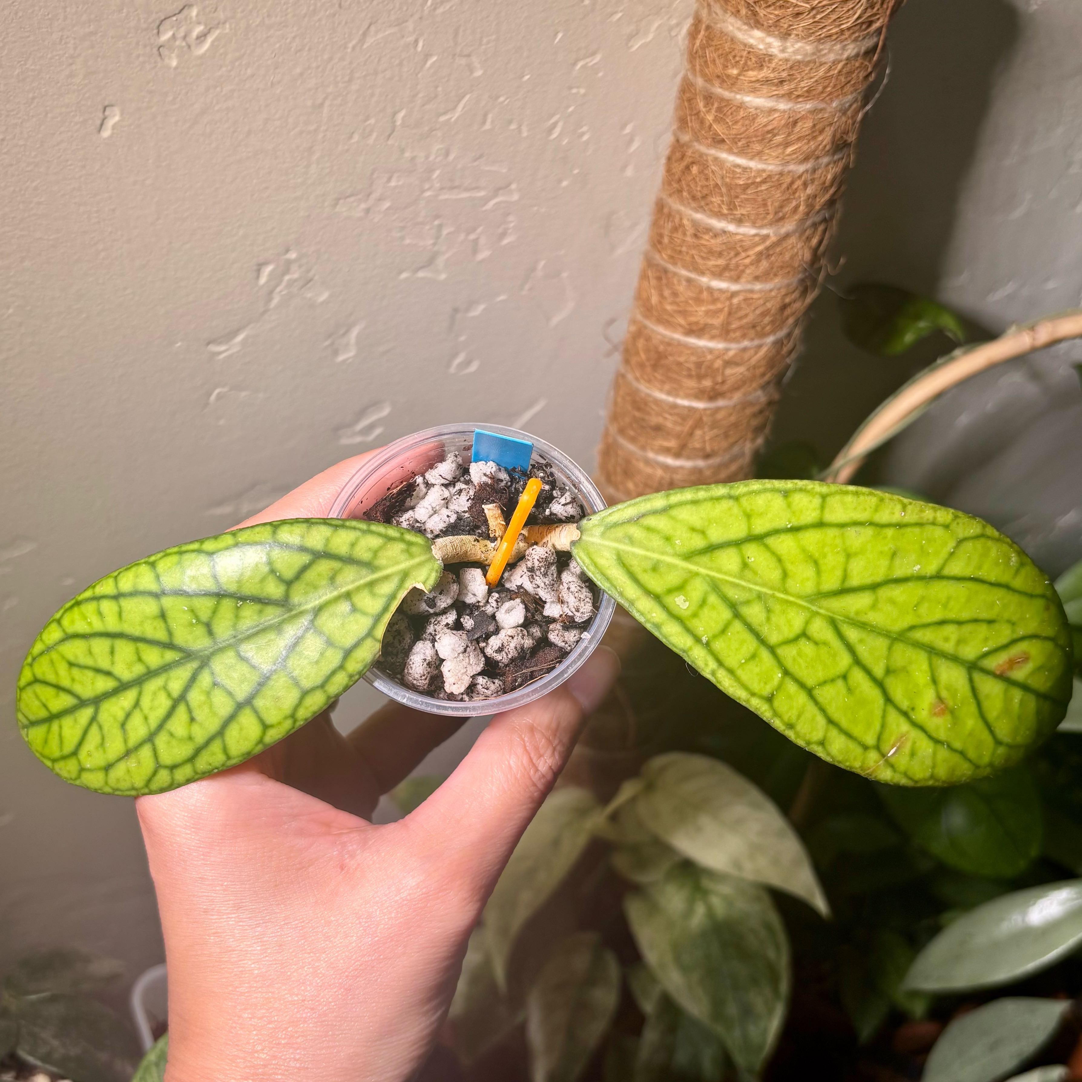 Photo of the plant species Hoya Tanggamus by @CoriVanSwae named Naomi on Greg, the plant care app