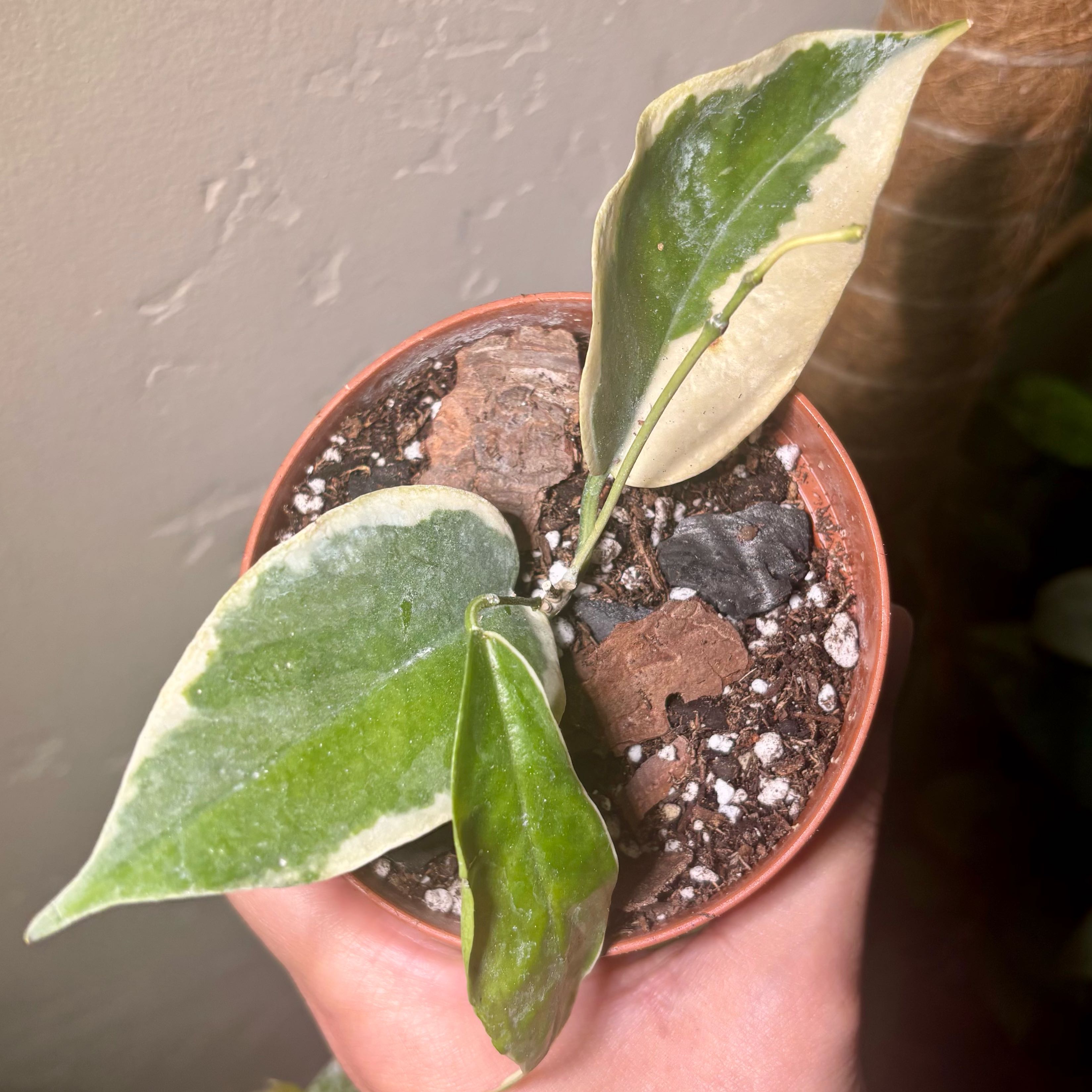 Photo of the plant species Hoya kenejiana variegata by @CoriVanSwae named Duke on Greg, the plant care app