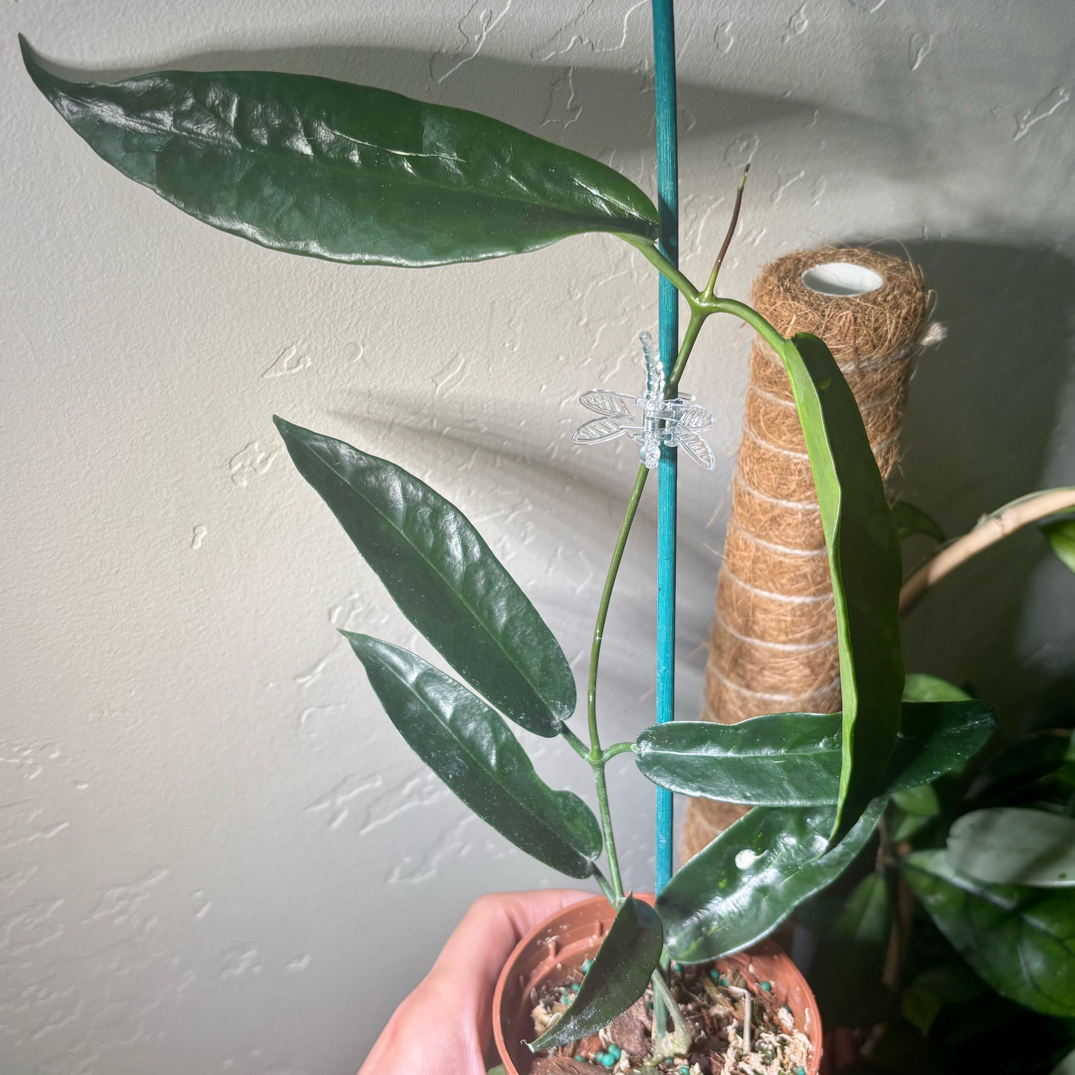 Photo of the plant species Hoya onychoides by @CoriVanSwae named Walt on Greg, the plant care app