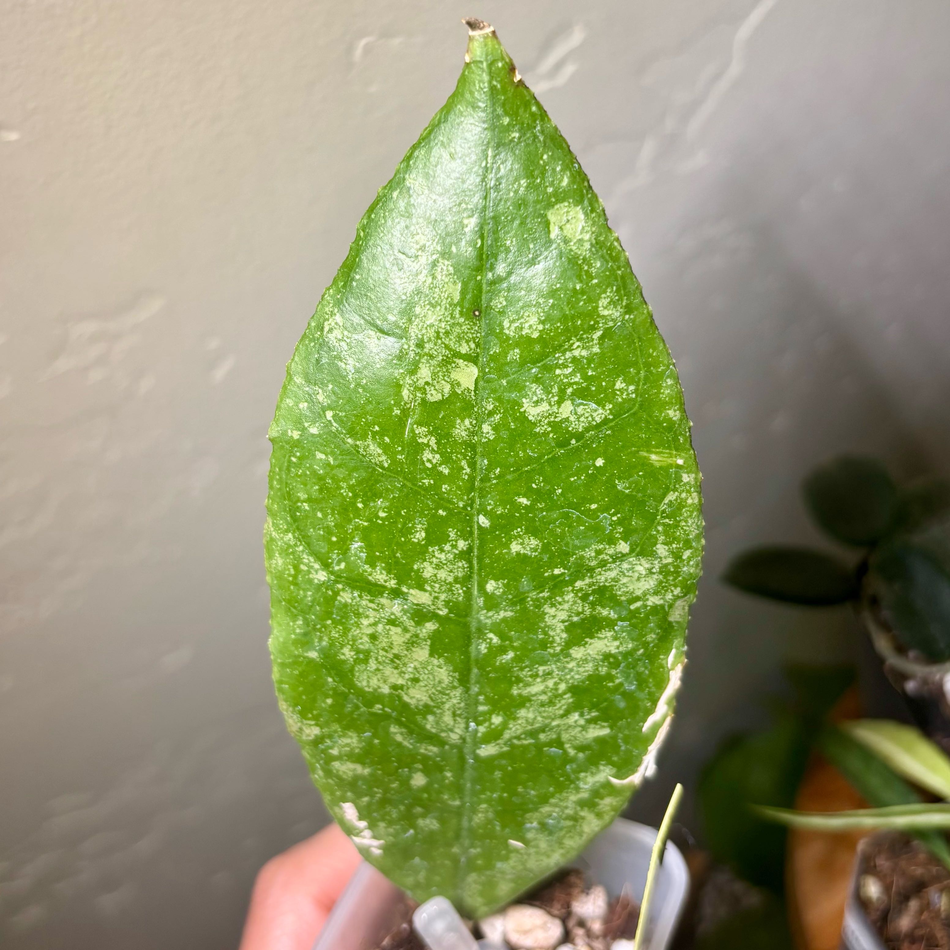 Photo of the plant species Hoya lambii by @CoriVanSwae named Hoya Aff Lambii on Greg, the plant care app