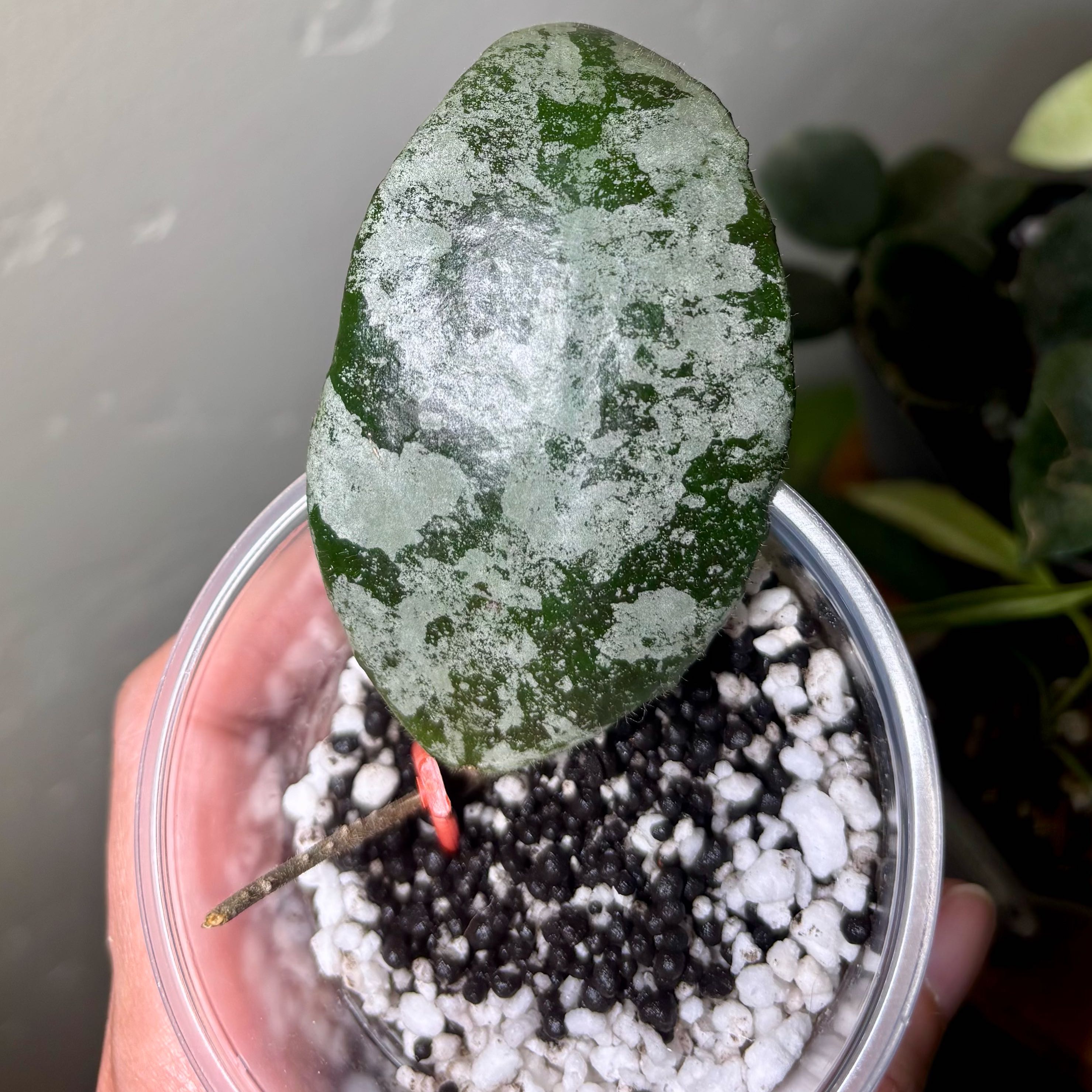 Photo of the plant species Hoya caudata 'Silver' by @CoriVanSwae named Plato on Greg, the plant care app