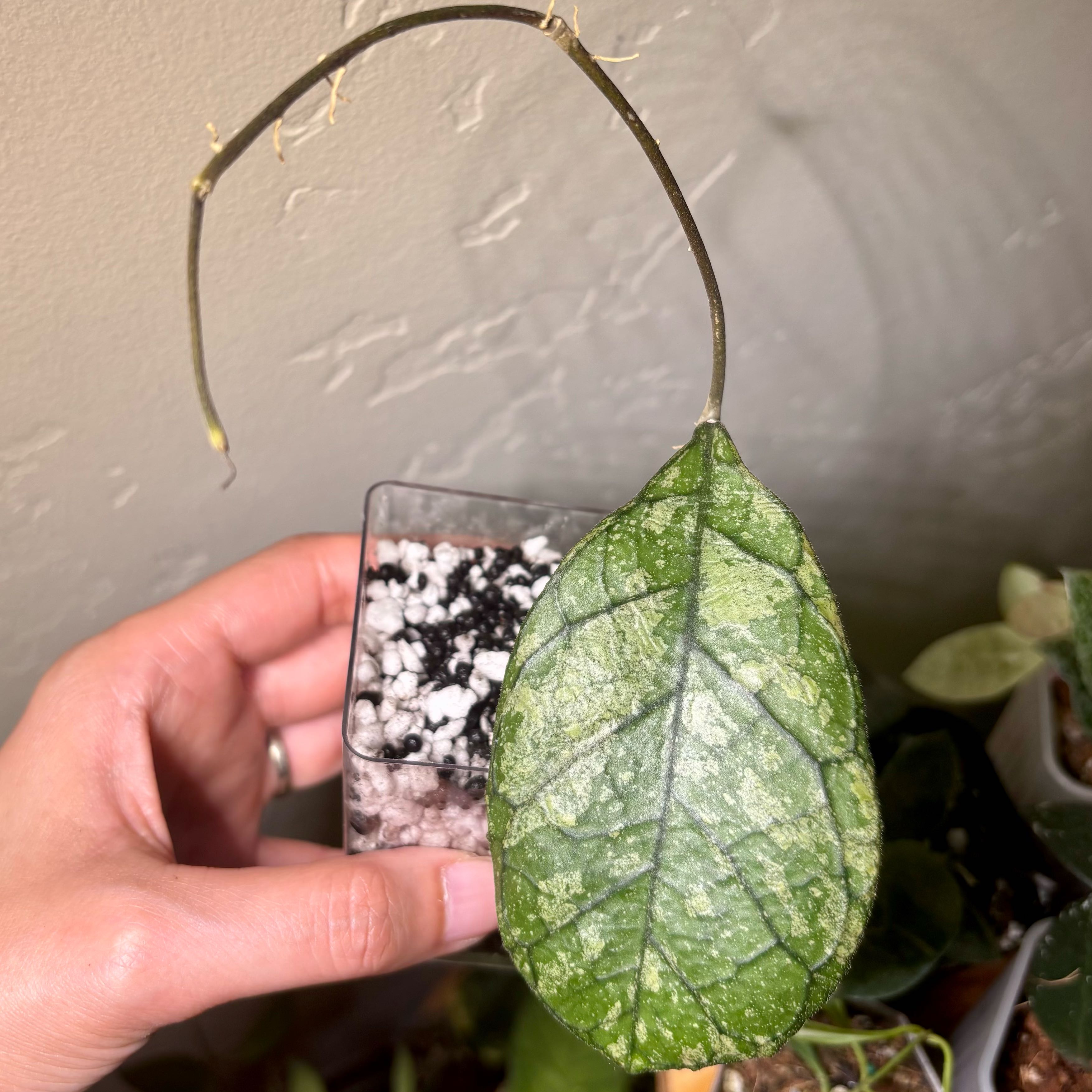 Photo of the plant species Hoya AH Battleground by @CoriVanSwae named Hoya AH0001 on Greg, the plant care app