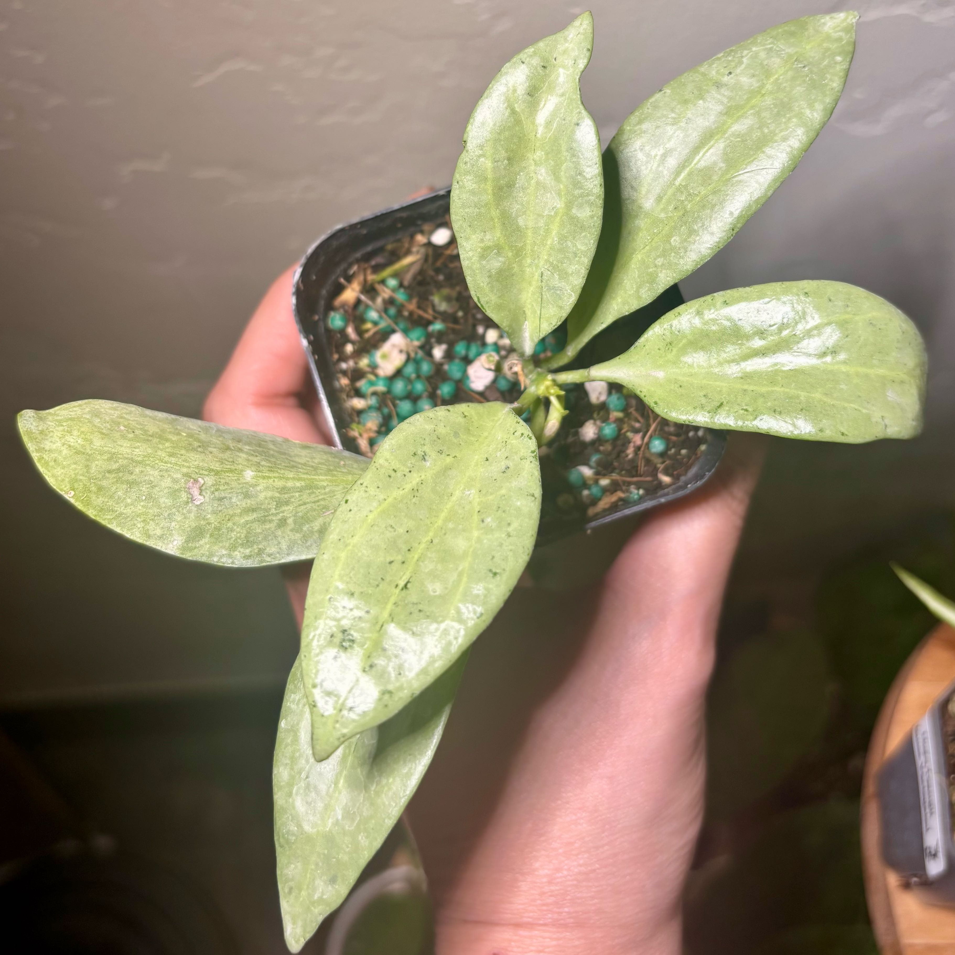 Photo of the plant species Hoya 'New Guinea Ghost' by @CoriVanSwae named Sanders on Greg, the plant care app
