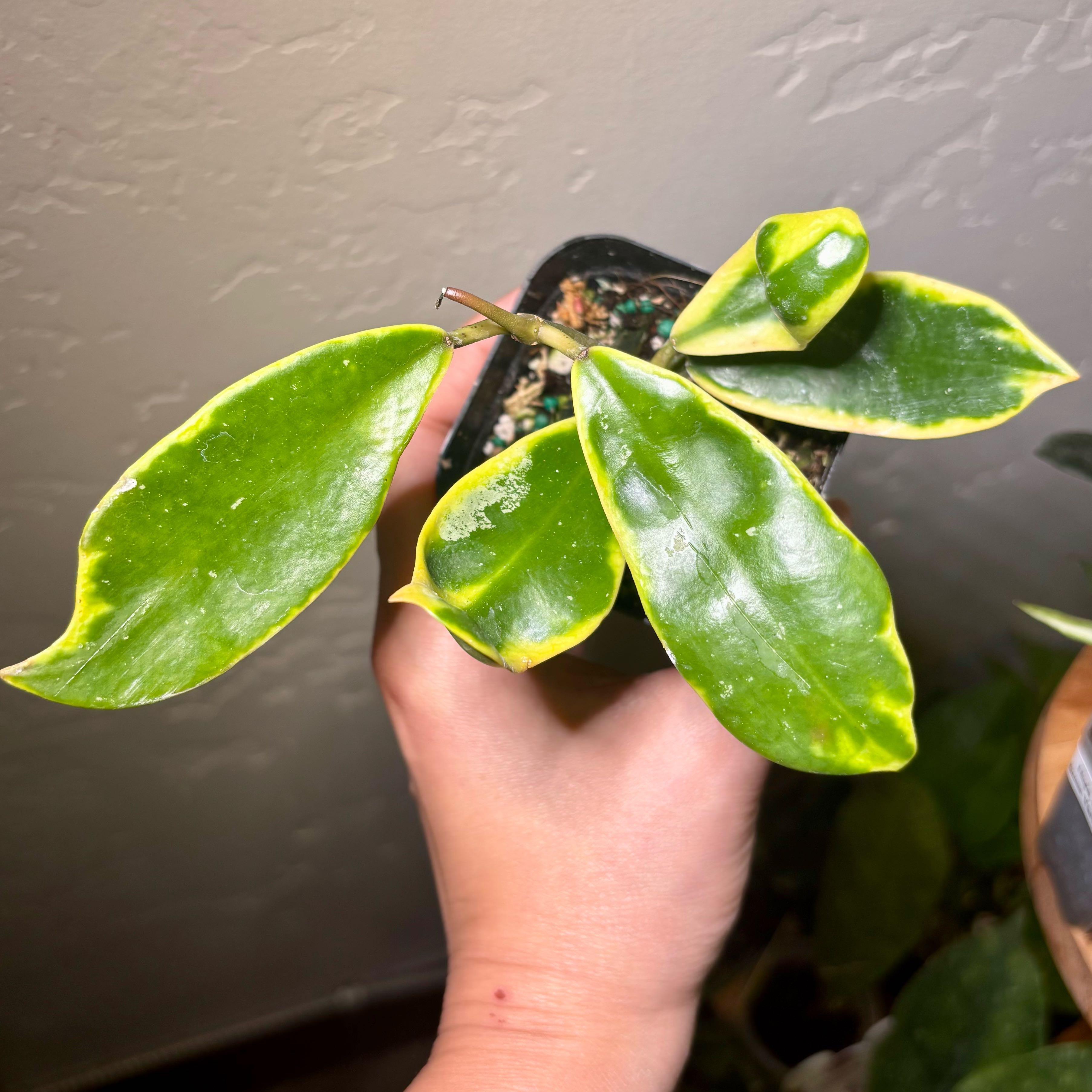 Photo of the plant species Hoya diversifolia by @CoriVanSwae named Hoya Diversifolia Albo on Greg, the plant care app
