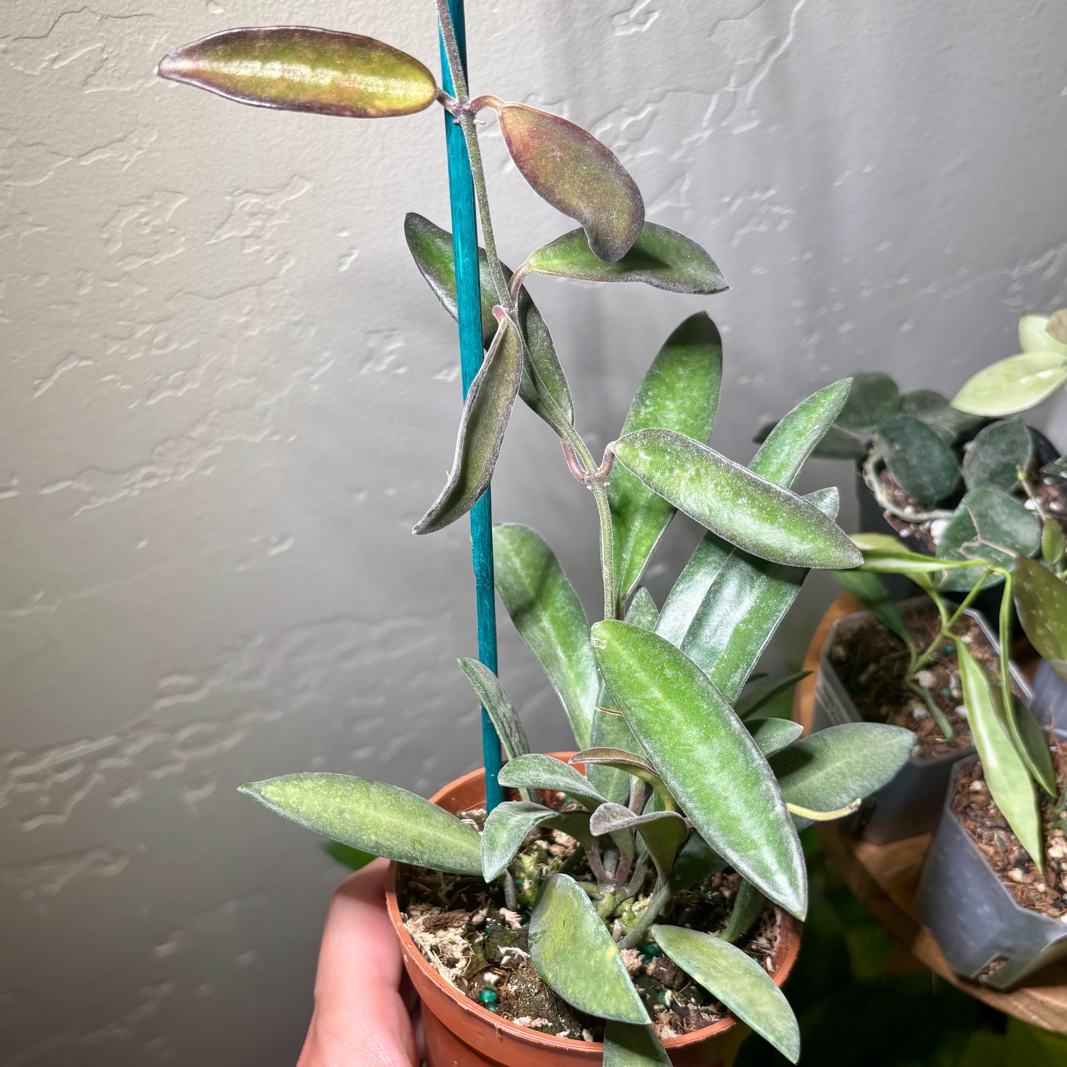 Photo of the plant species Waxvine by @CoriVanSwae named Hoya Anncajanoae on Greg, the plant care app