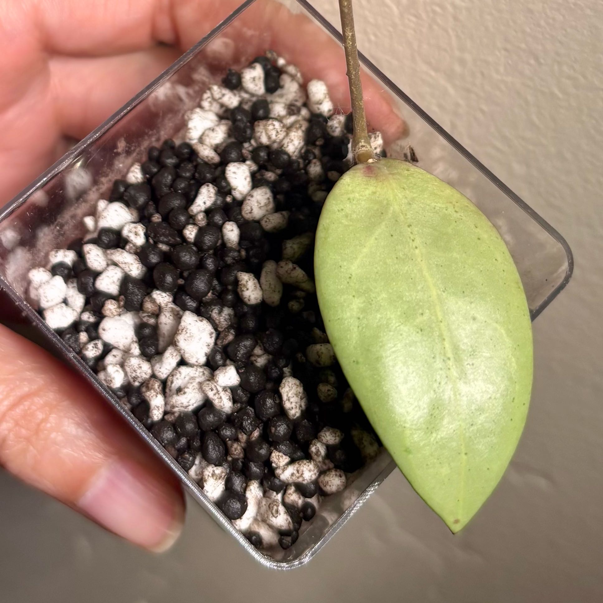 Photo of the plant species Hoya erythrostemma 'Shocking Pink' by @CoriVanSwae named Hoya Erythrostemma Silver (grow tent) on Greg, the plant care app