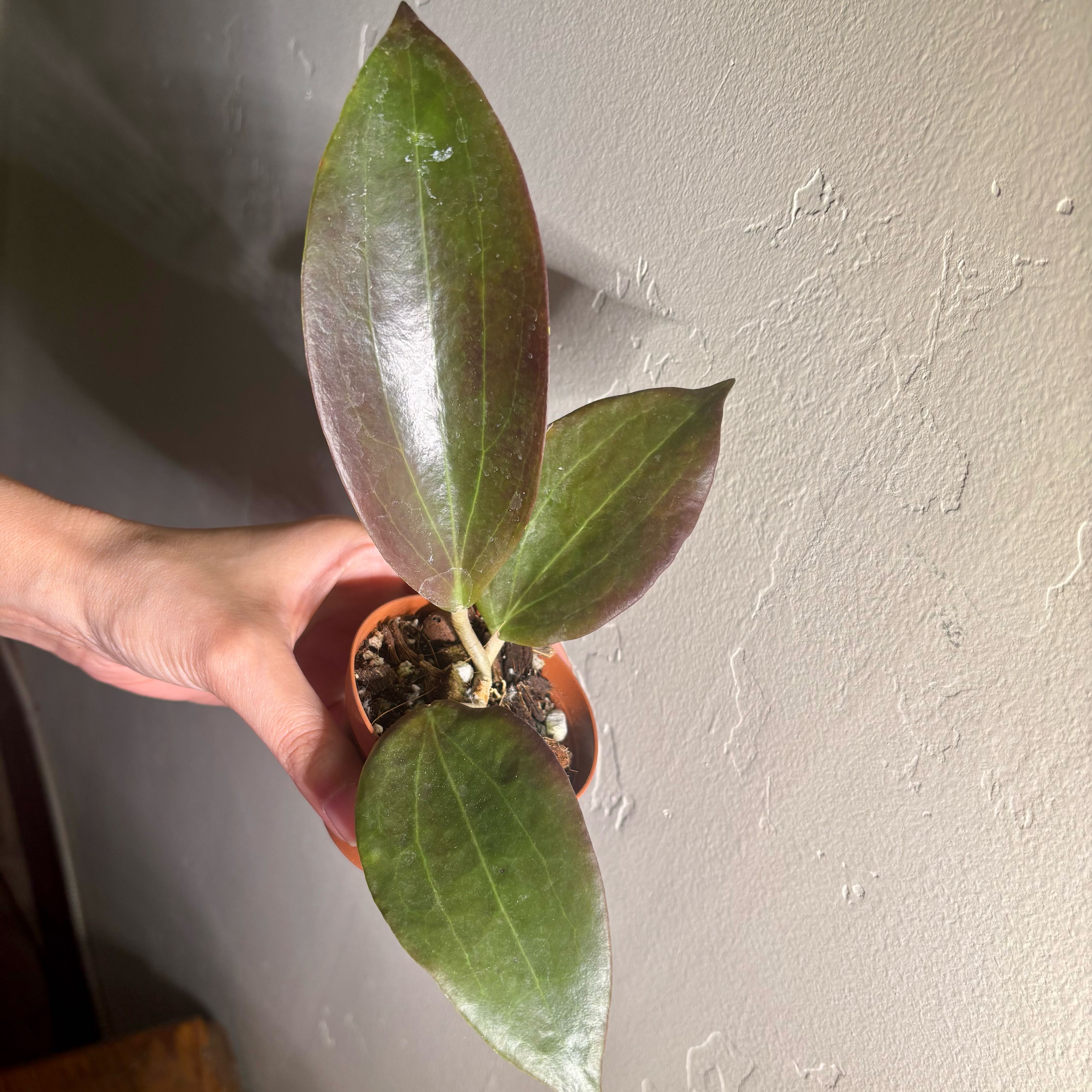Photo of the plant species Hoya ilagiorum by @CoriVanSwae named Hoya Russell (Hybrid- ilagiorum x Viola) on Greg, the plant care app