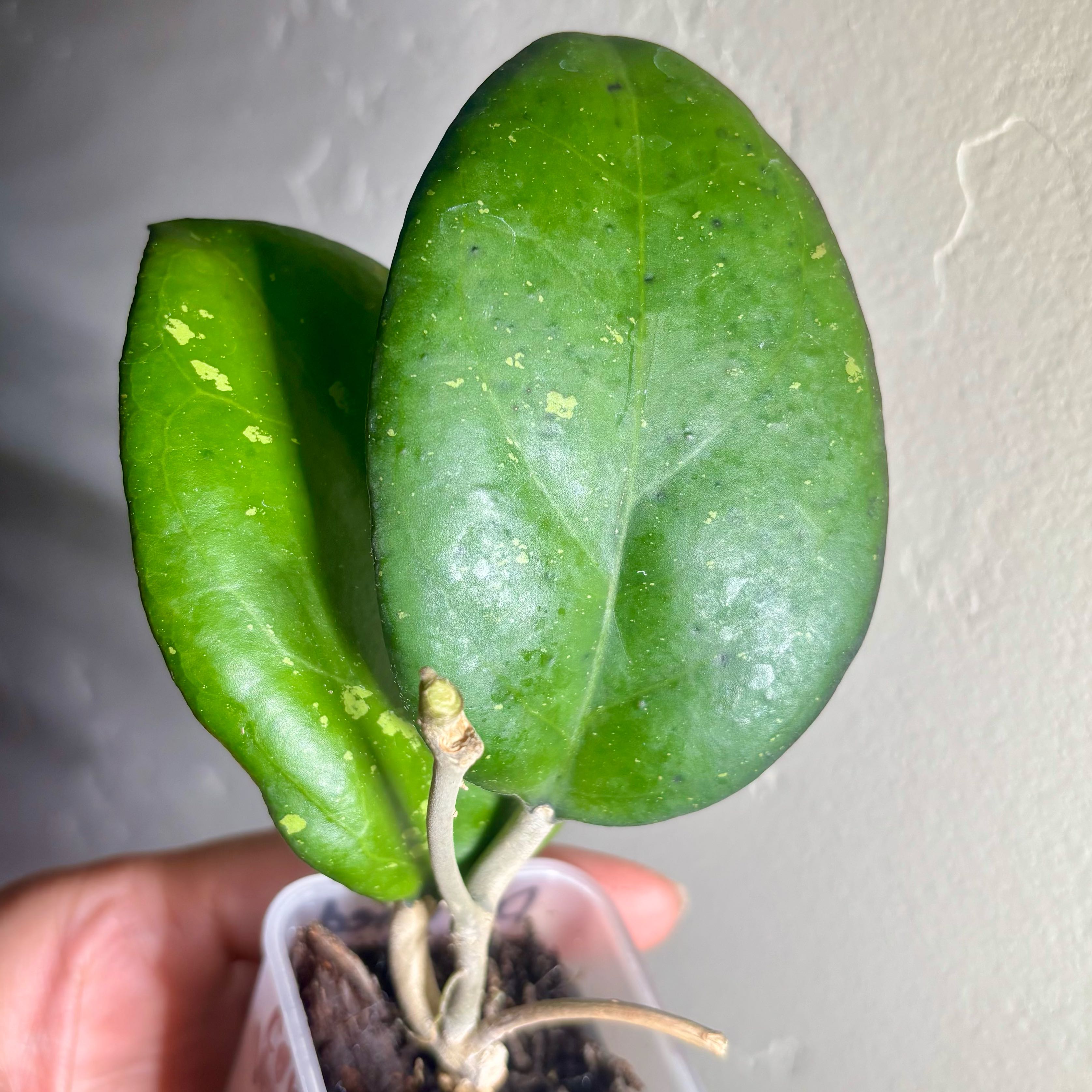 Photo of the plant species Hoya Joy by @CoriVanSwae named Hoya Joy on Greg, the plant care app