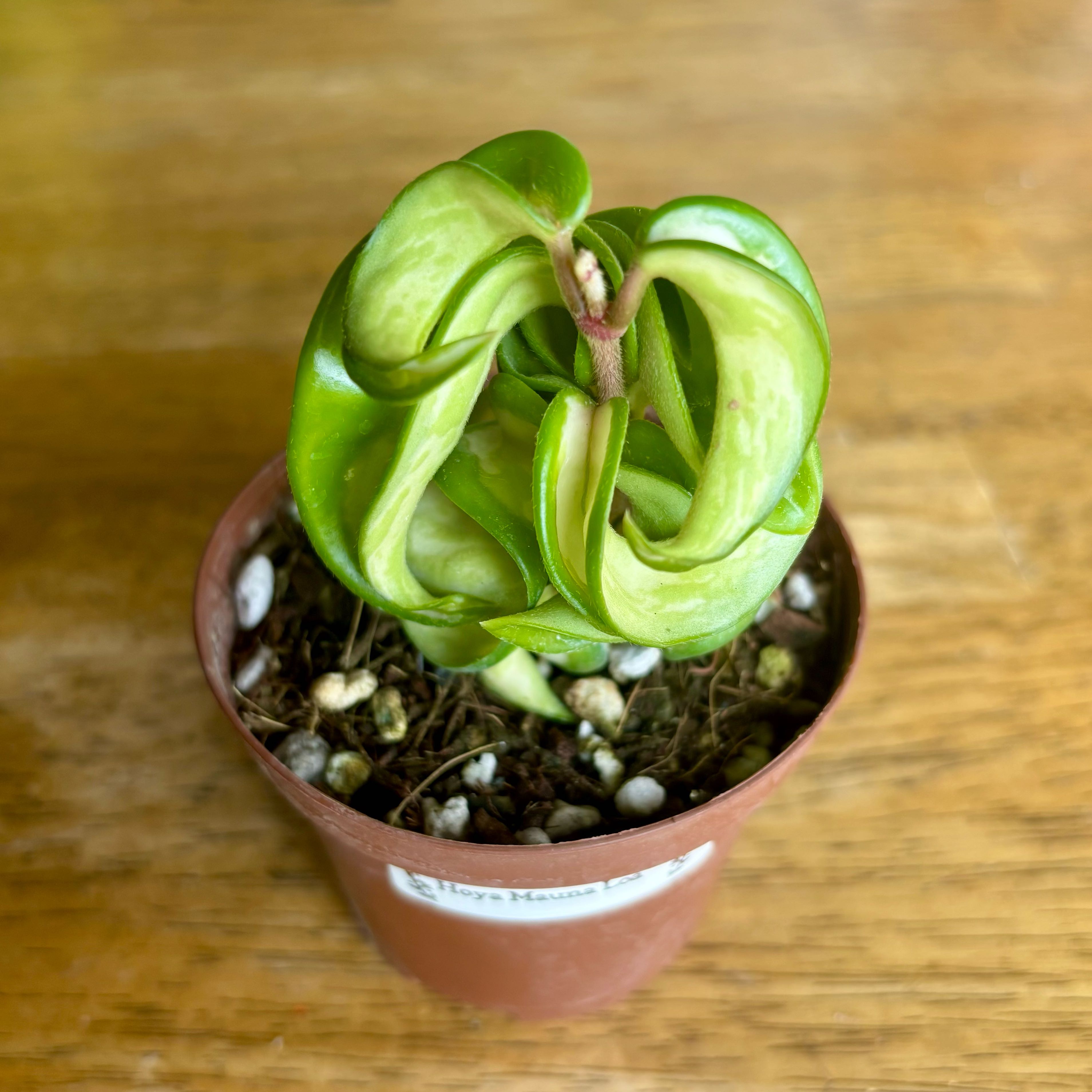 Photo of the plant species Hoya 'Mauna Loa' by @CoriVanSwae named Hoya Mauna Loa on Greg, the plant care app