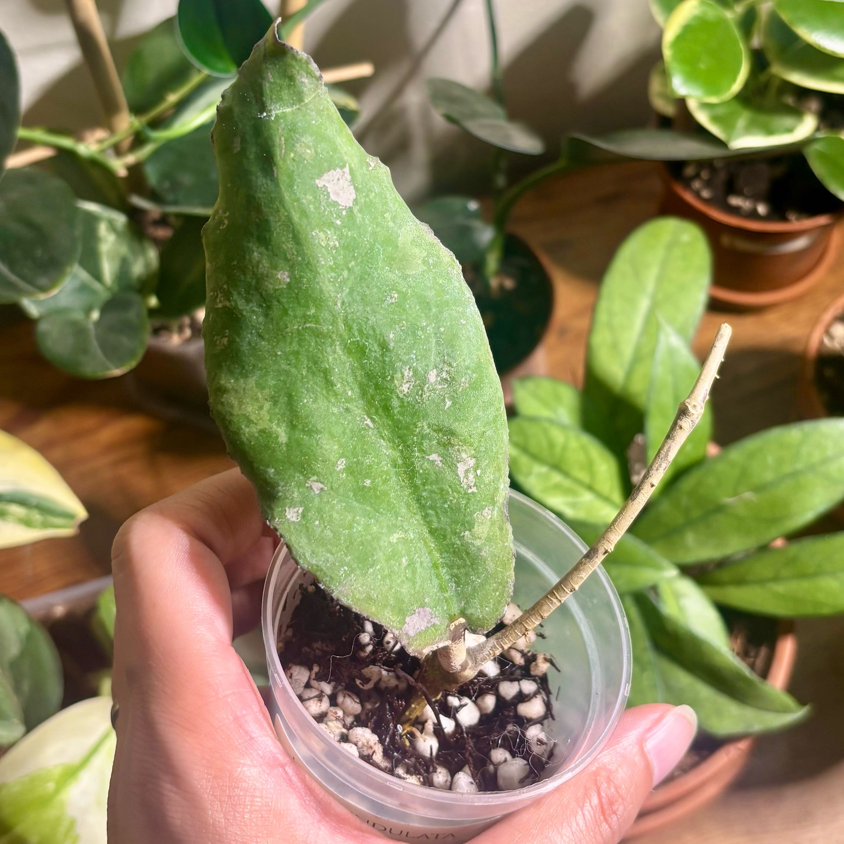 Photo of the plant species Hoya undulata by @CoriVanSwae named Hoya Undulata on Greg, the plant care app