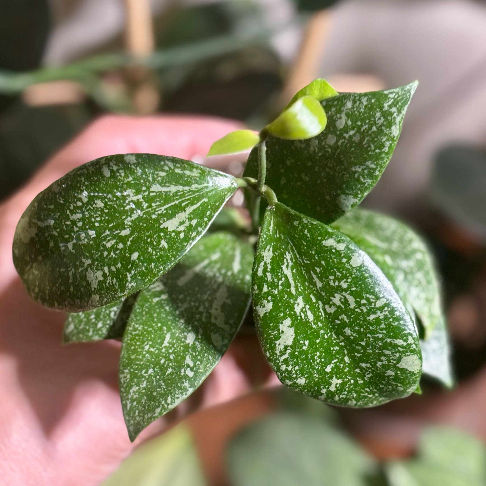 Photo of the plant species Hoya 'Memoria' by @CoriVanSwae named Hoya Memoria x Unknown Splash on Greg, the plant care app