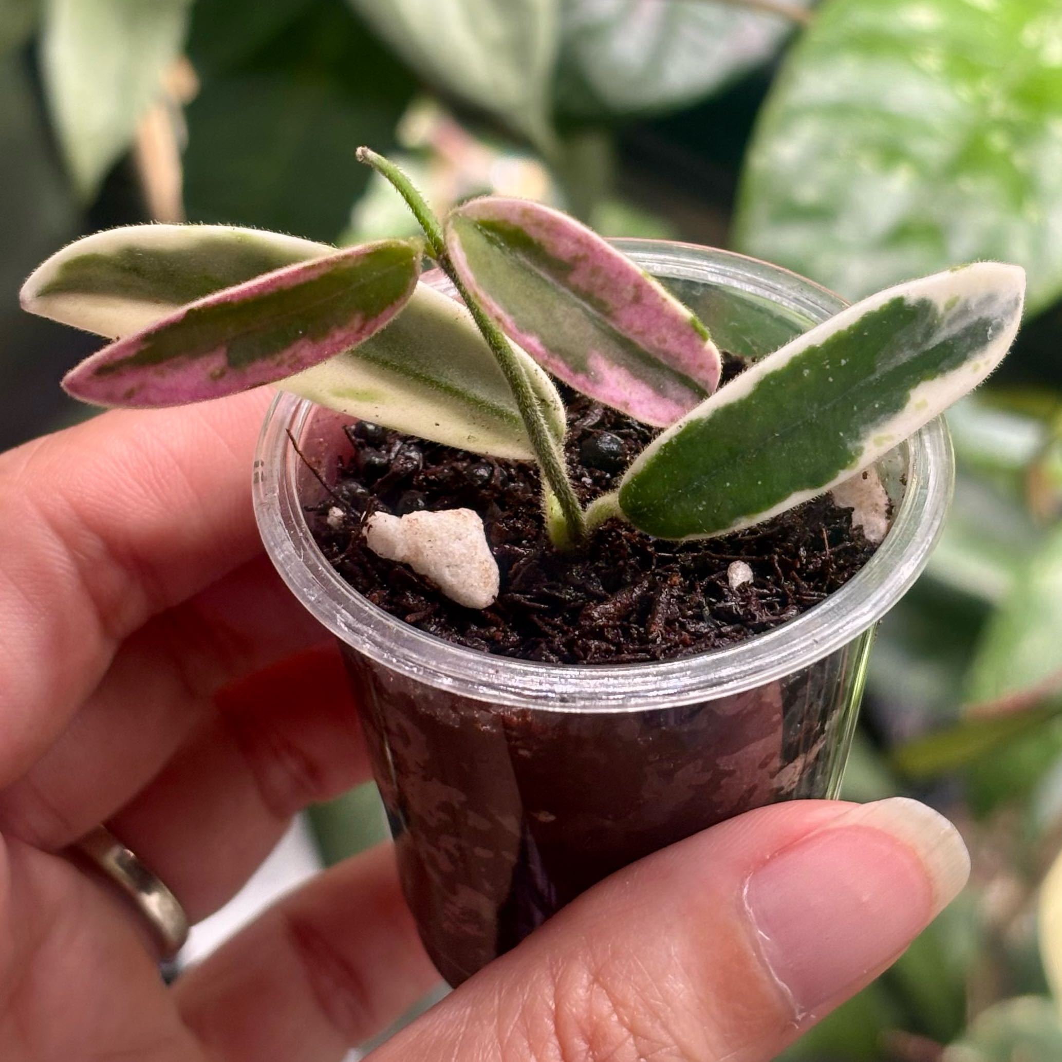 Photo of the plant species Hoya lyi 'Prism' by @CoriVanSwae named Hoya Lyi Prism on Greg, the plant care app