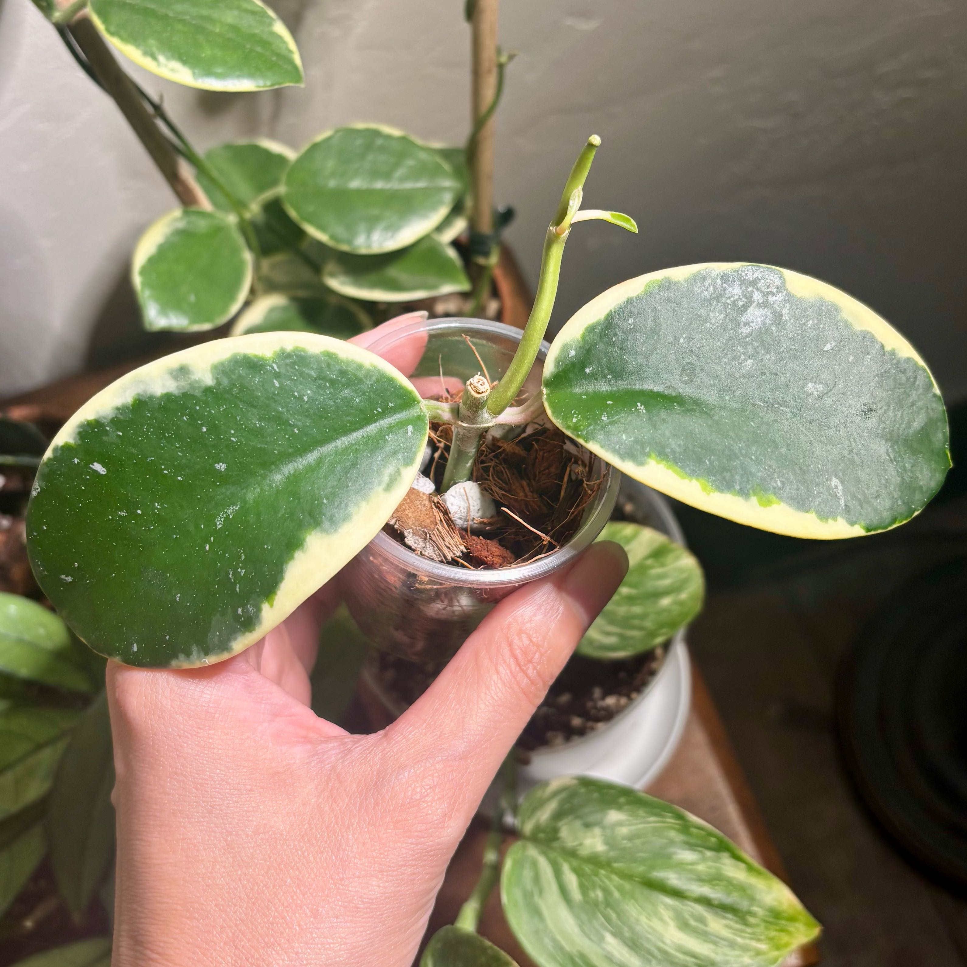Photo of the plant species Hoya Albo by @CoriVanSwae named Hoya Sp Easo Daklak on Greg, the plant care app