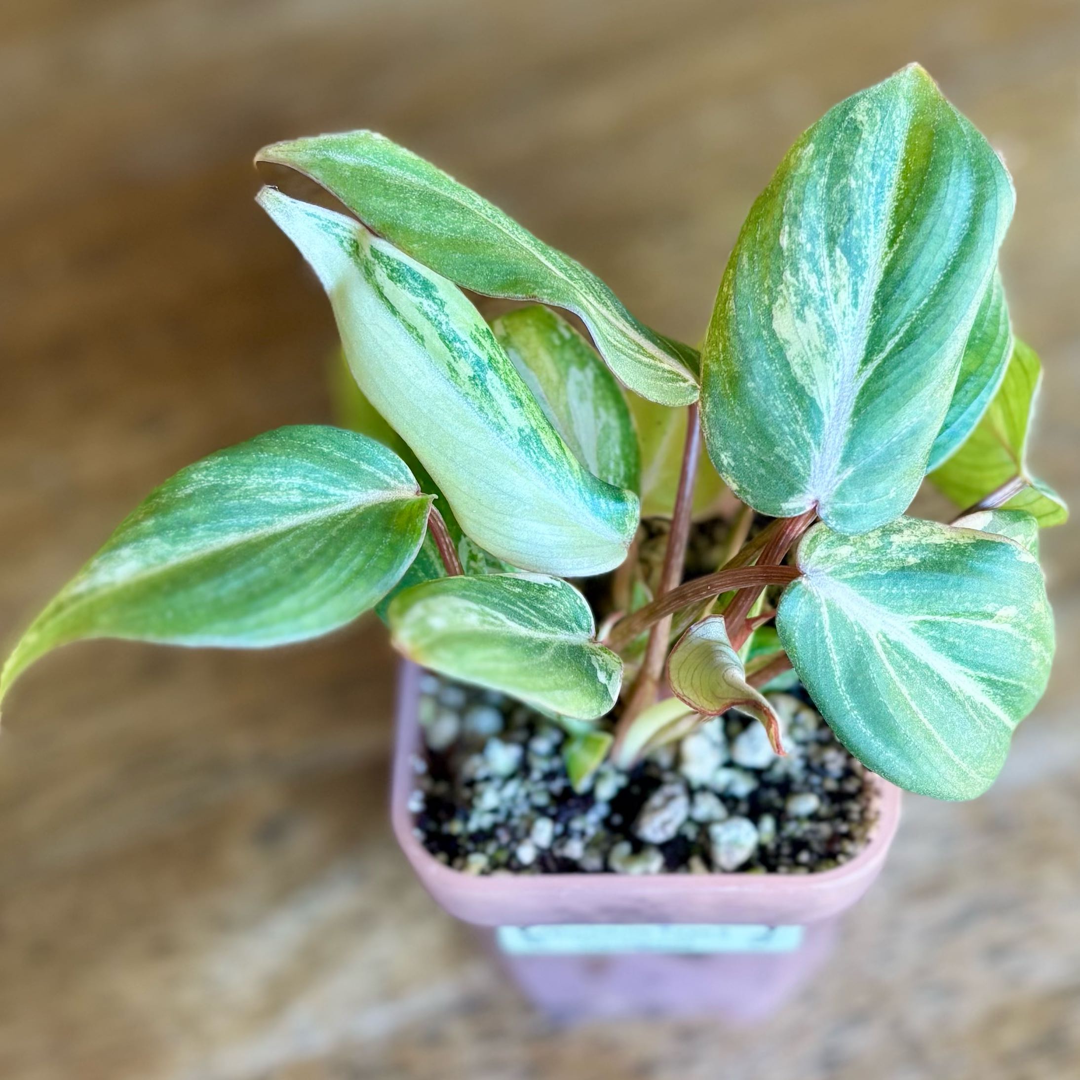 Photo of the plant species Variegated Philodendron gloriosum by @CoriVanSwae named Philodendron Type 2 Gloriosum Variegated on Greg, the plant care app