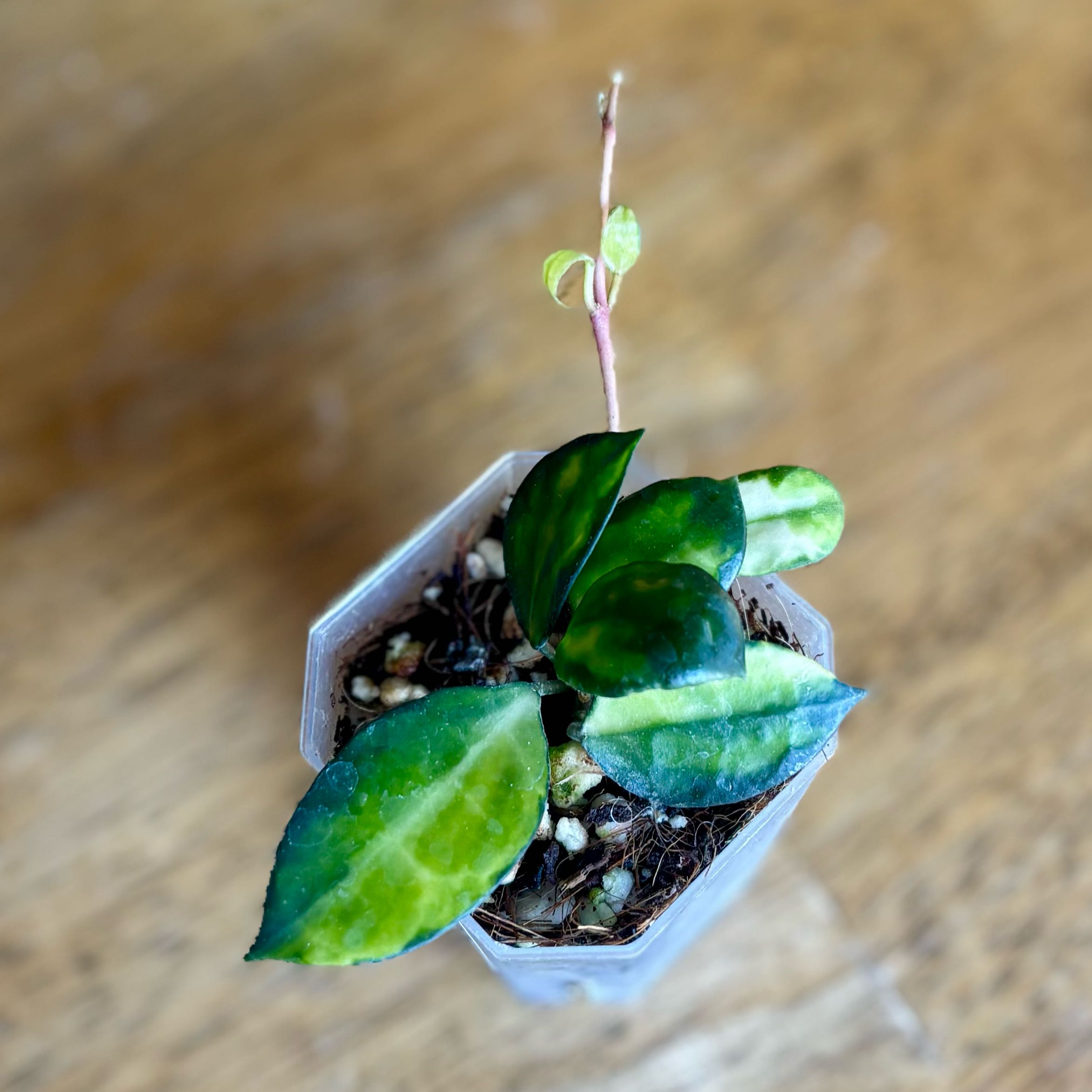 Photo of the plant species Hoya lacunosa ‘Asami’ (cCone 2) by @CoriVanSwae named Hoya Lacunosa Asami Reverse on Greg, the plant care app