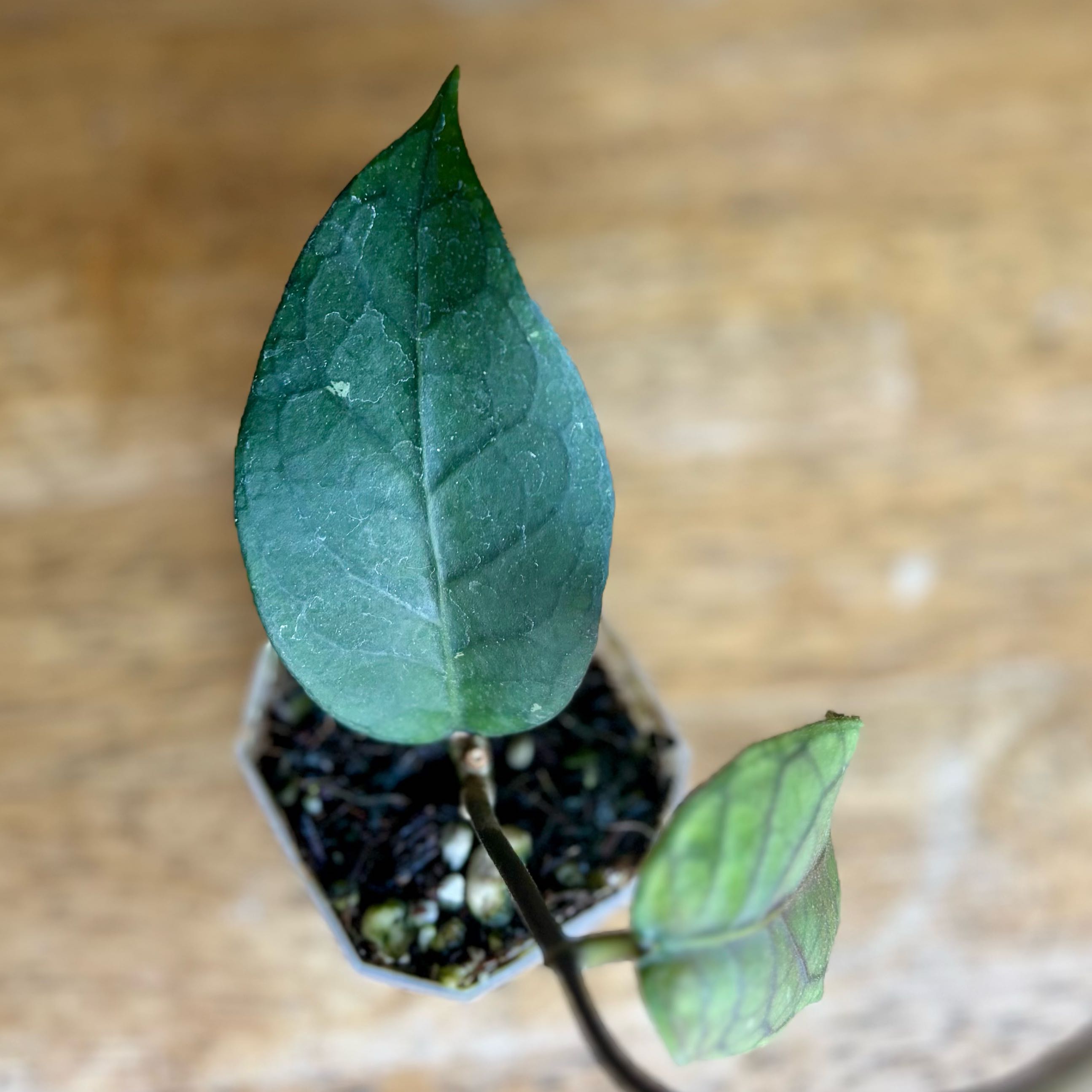 Photo of the plant species Hoya 'Aceh Gayo Lues' by @CoriVanSwae named Hoya Aceh Shogun on Greg, the plant care app