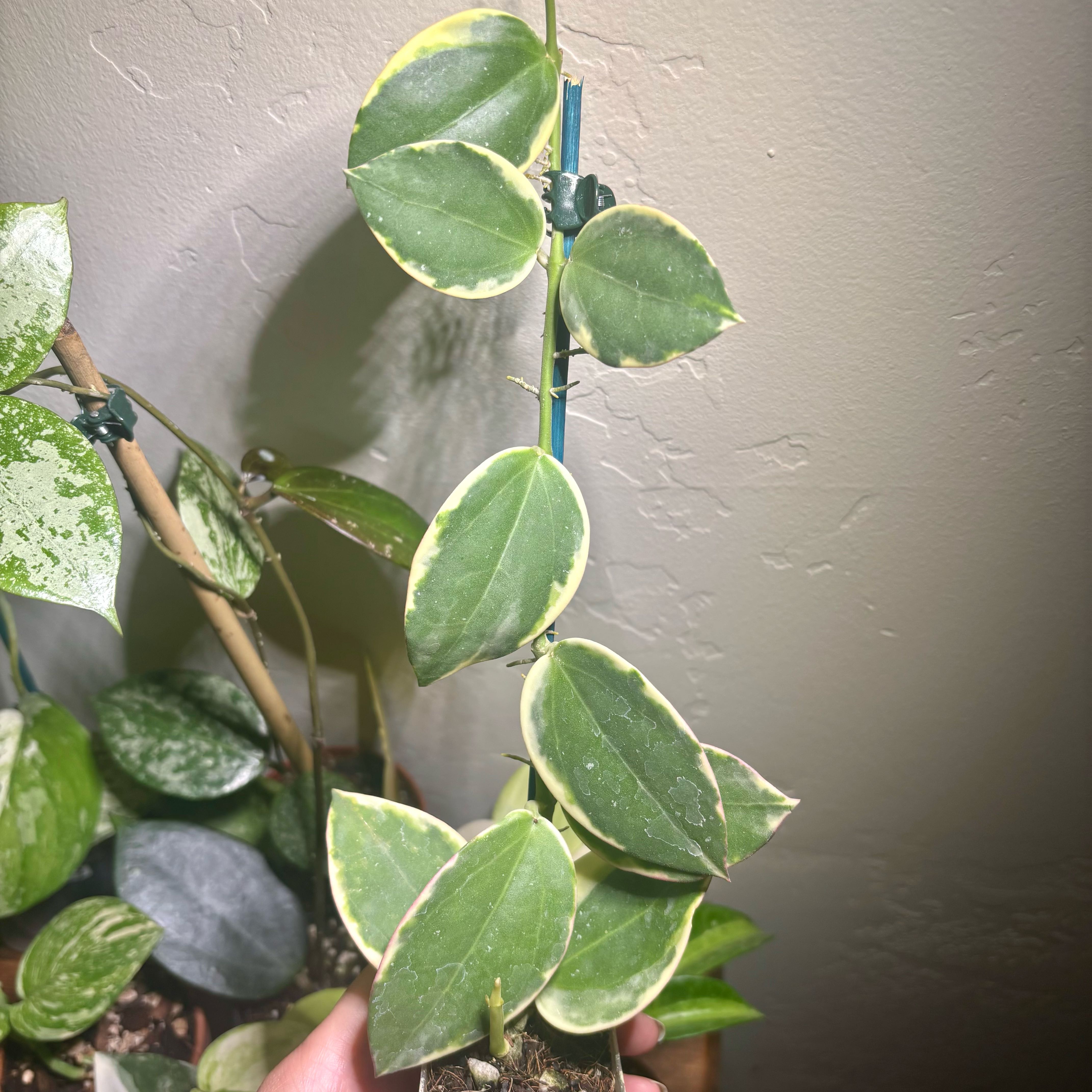 Photo of the plant species Hoya subquintuplinervis 'Outer Variegated' by @CoriVanSwae named Hoya Para Albo on Greg, the plant care app