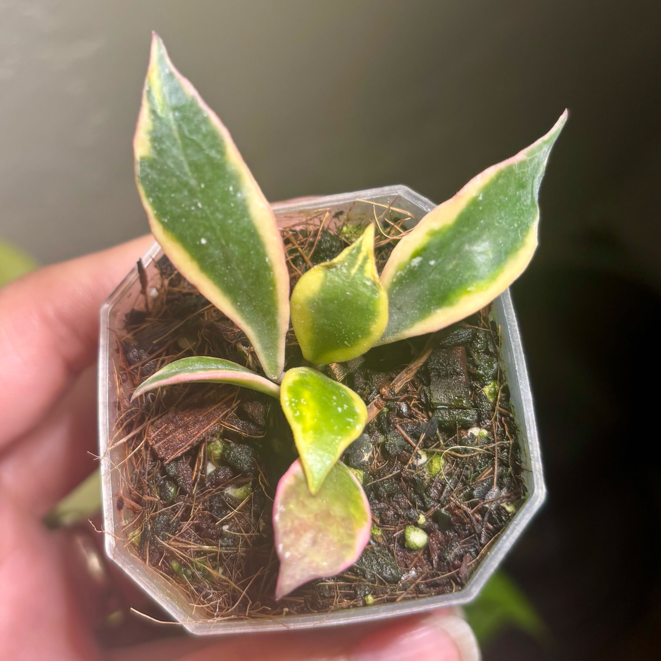 Photo of the plant species Hoya bakoensis by @CoriVanSwae named Hoya Bakoensis Albo on Greg, the plant care app