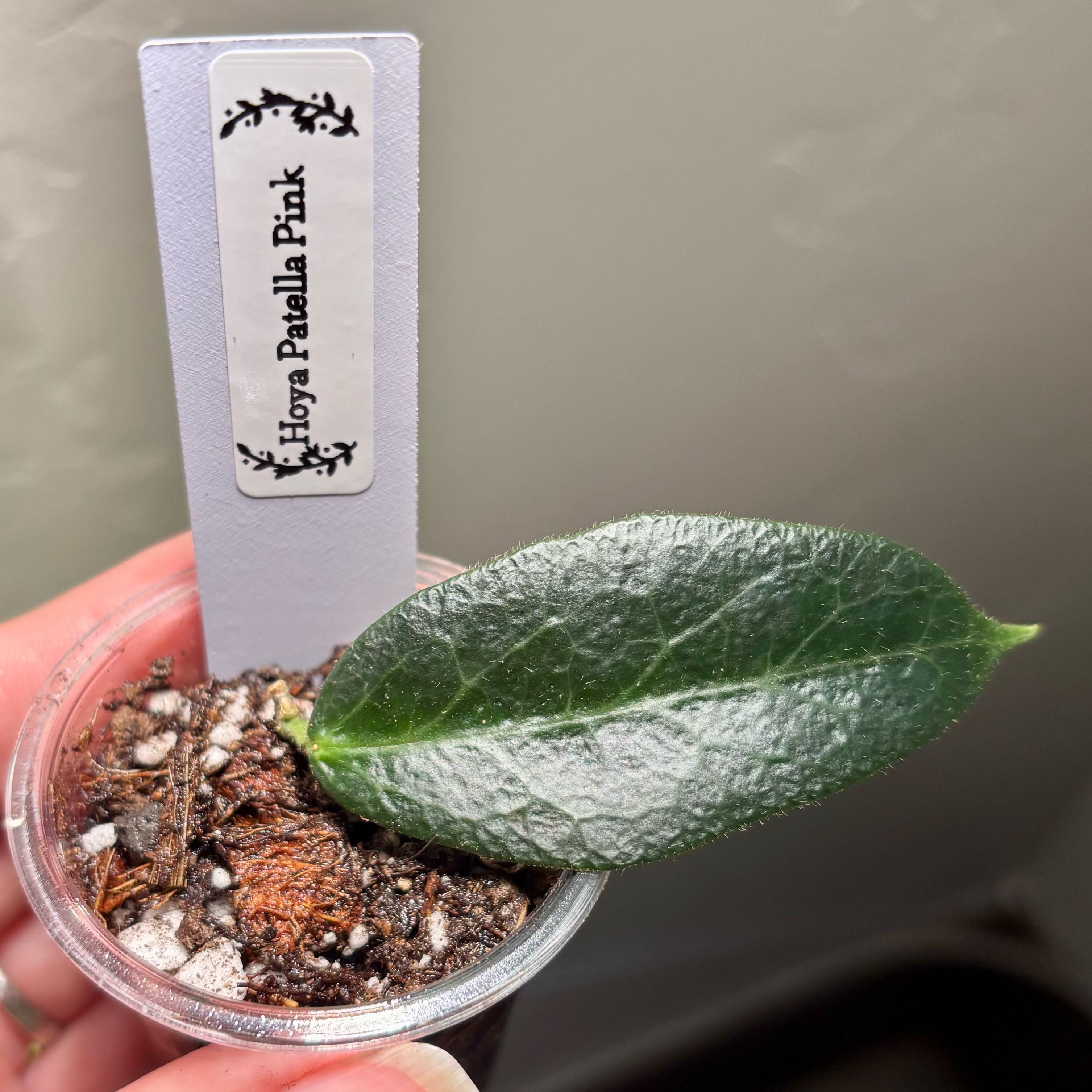 Photo of the plant species hoya patella 'pink' by @CoriVanSwae named Hoya Patella Pink on Greg, the plant care app