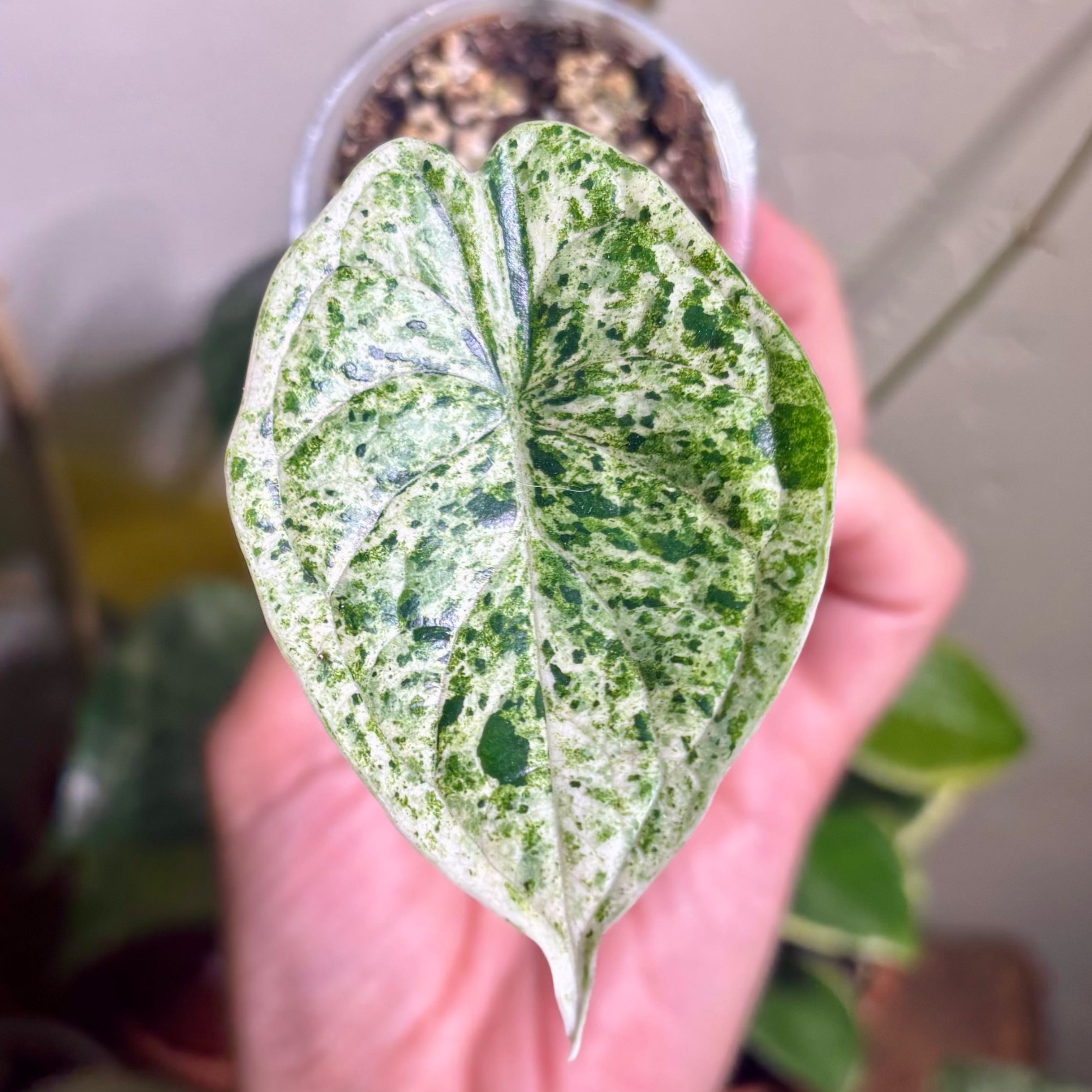 Photo of the plant species Varigated Dragon Scale by @CoriVanSwae named Alocasia Dragon Scale Mint on Greg, the plant care app