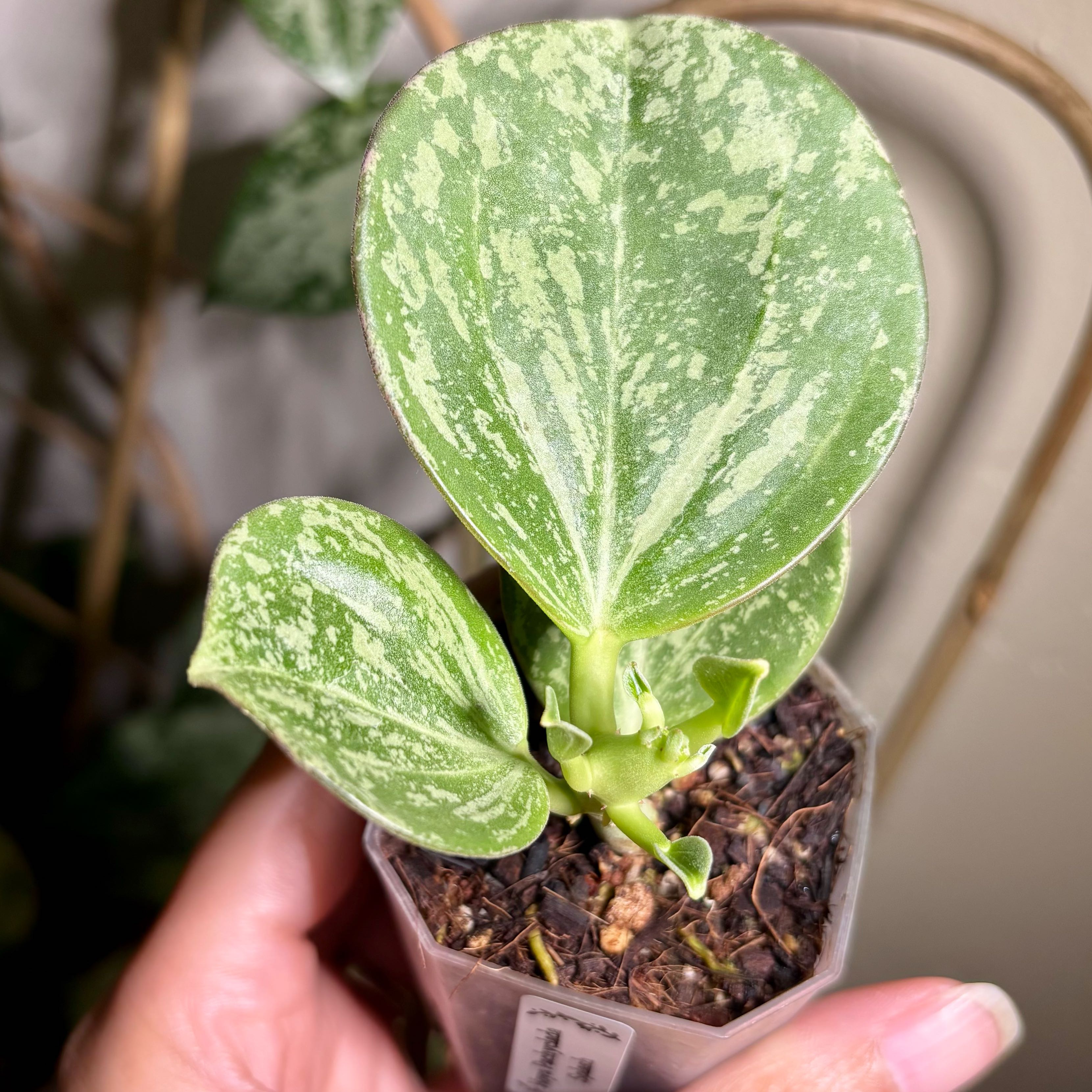 Photo of the plant species Wax Plant by @CoriVanSwae named Hoya Pachyclada Splash on Greg, the plant care app