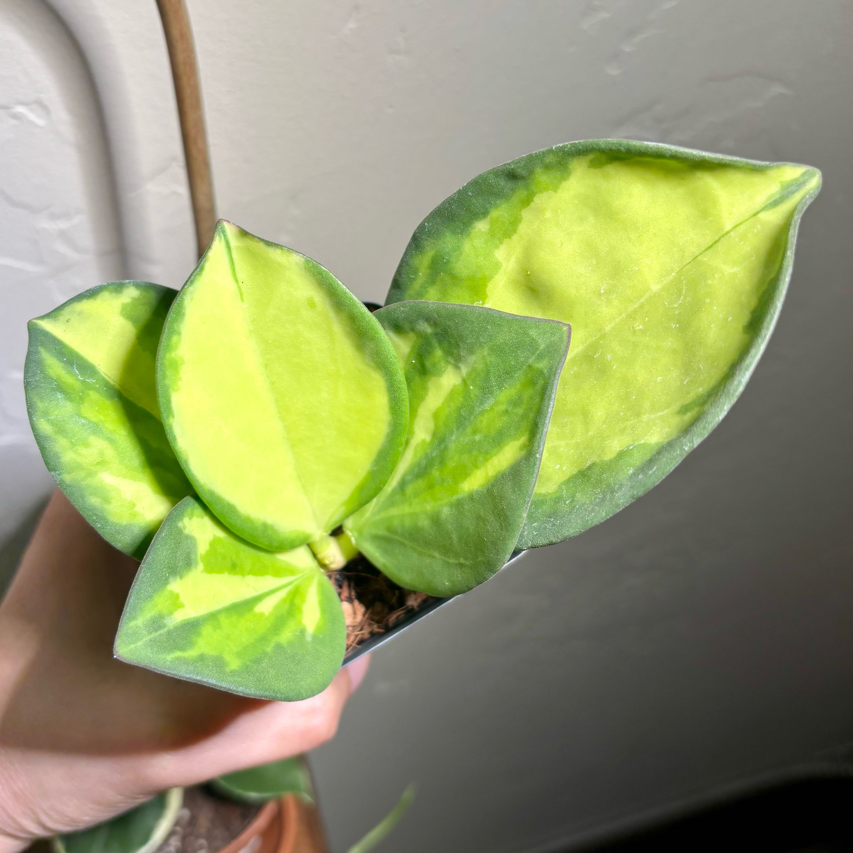 Photo of the plant species Variegated Hoya Pachycleda by @CoriVanSwae named Hoya Pachyclada Inner Variegated on Greg, the plant care app