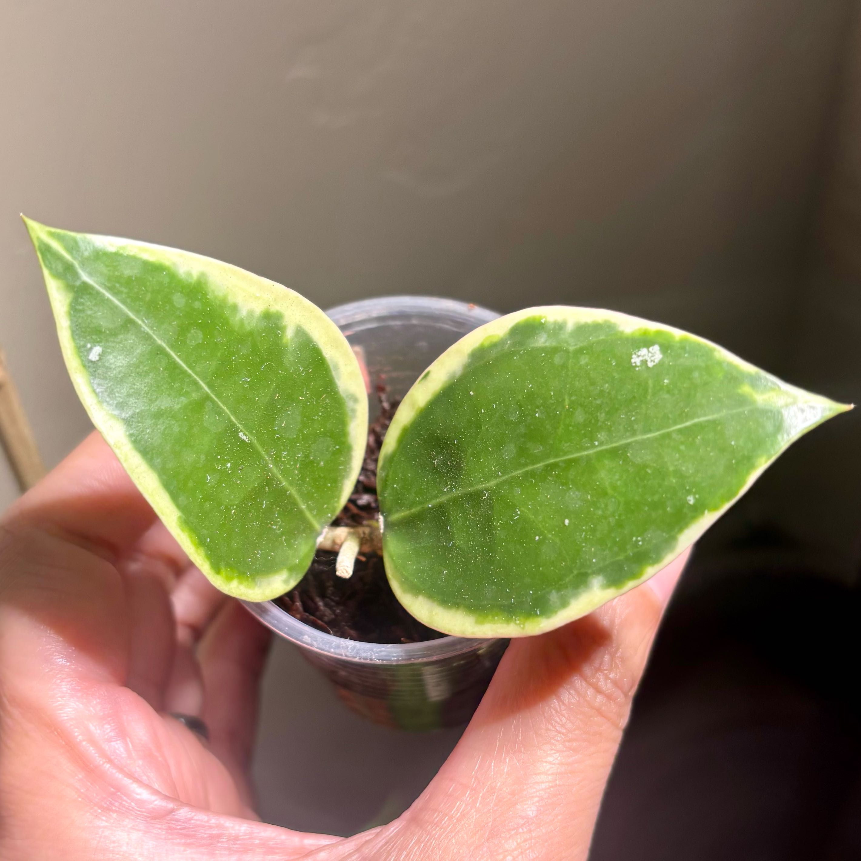 Photo of the plant species Albo Marginata Hoya Verticillata by @CoriVanSwae named Hoya Panglai West Java on Greg, the plant care app