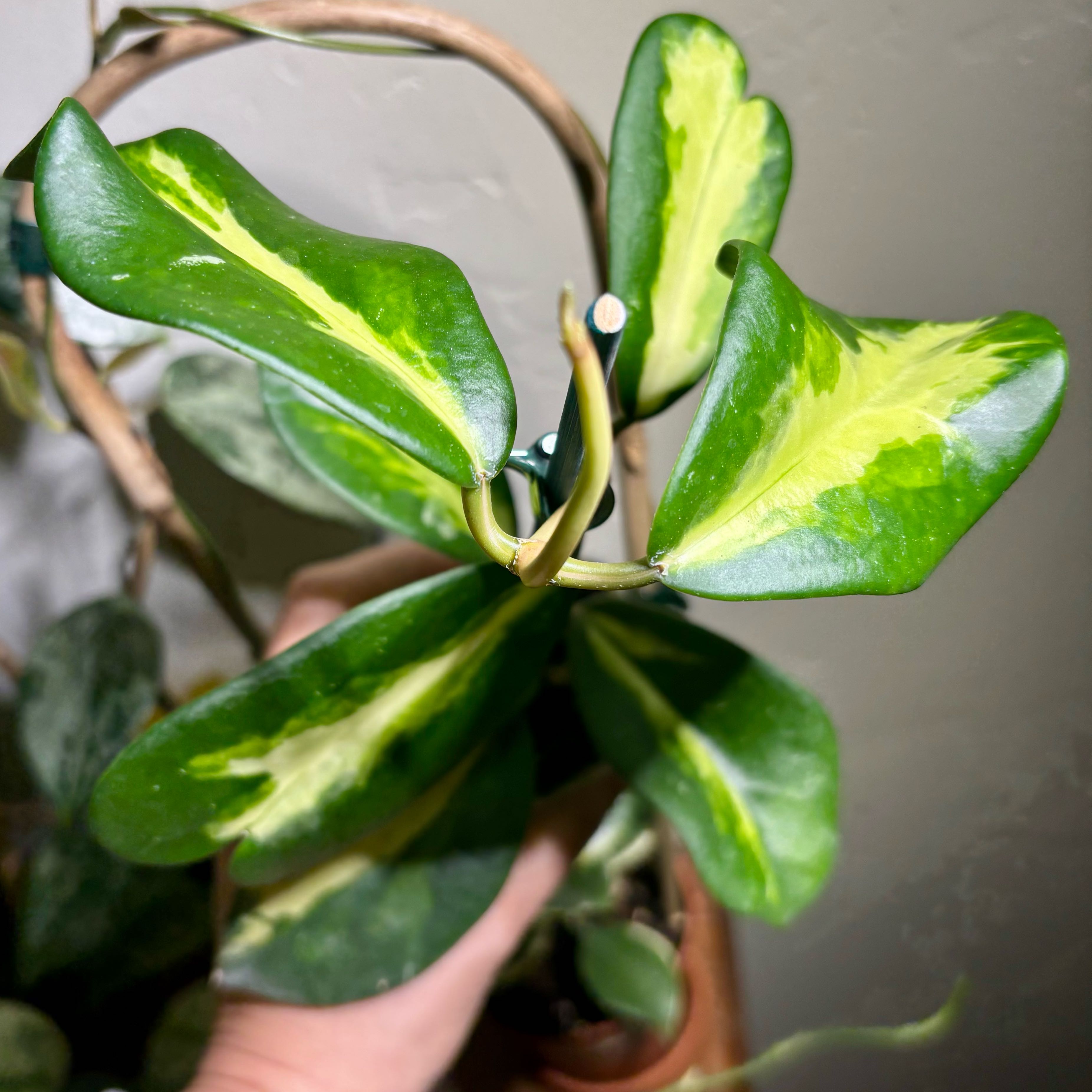Photo of the plant species Hoya diversifolia by @CoriVanSwae named Hoya Diversifolia Maharani on Greg, the plant care app