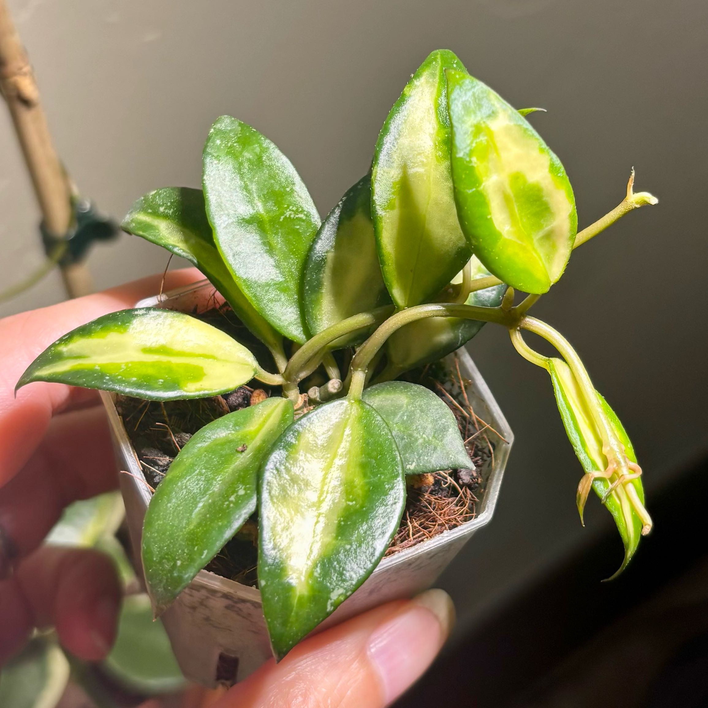 Keep Your Hoya lacunosa 'Queen Midori' Alive: Light, Water & Care