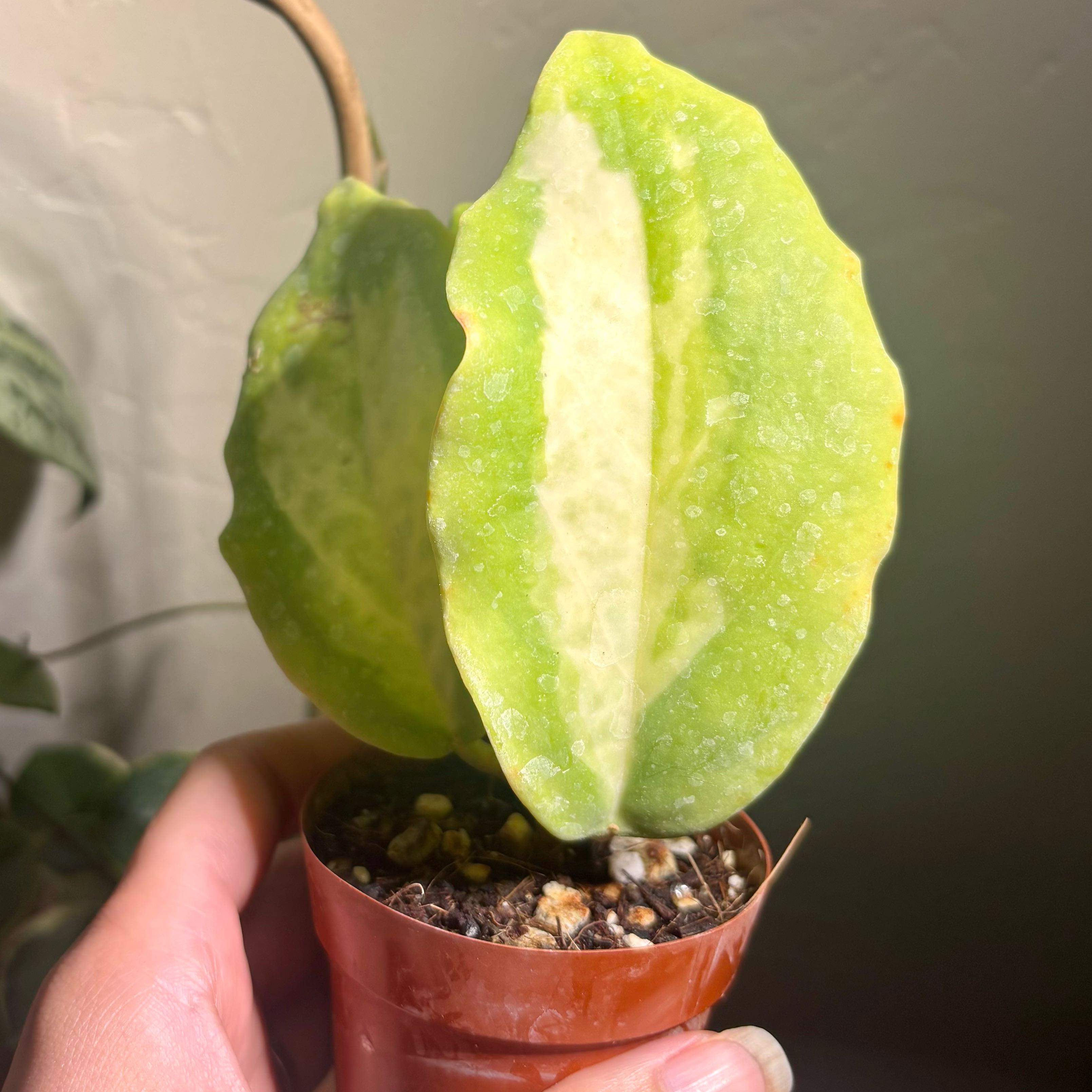 Photo of the plant species Hoya Eclipse by @CoriVanSwae named Hoya Incrassata Moon Shadow on Greg, the plant care app