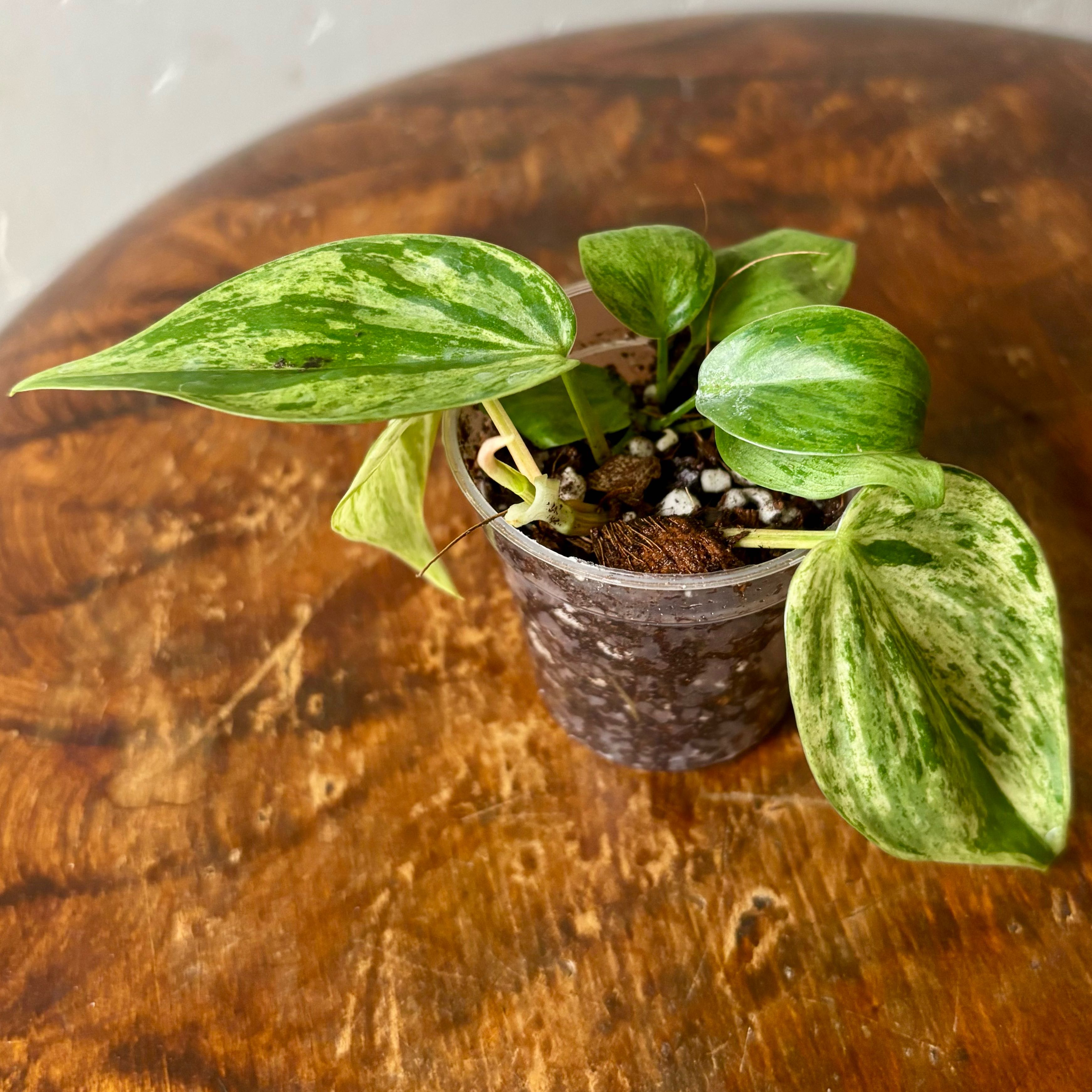 Photo of the plant species Variegated Heartleaf Philodendron by @CoriVanSwae named Philodendron Hederaceum Oxycardeum on Greg, the plant care app