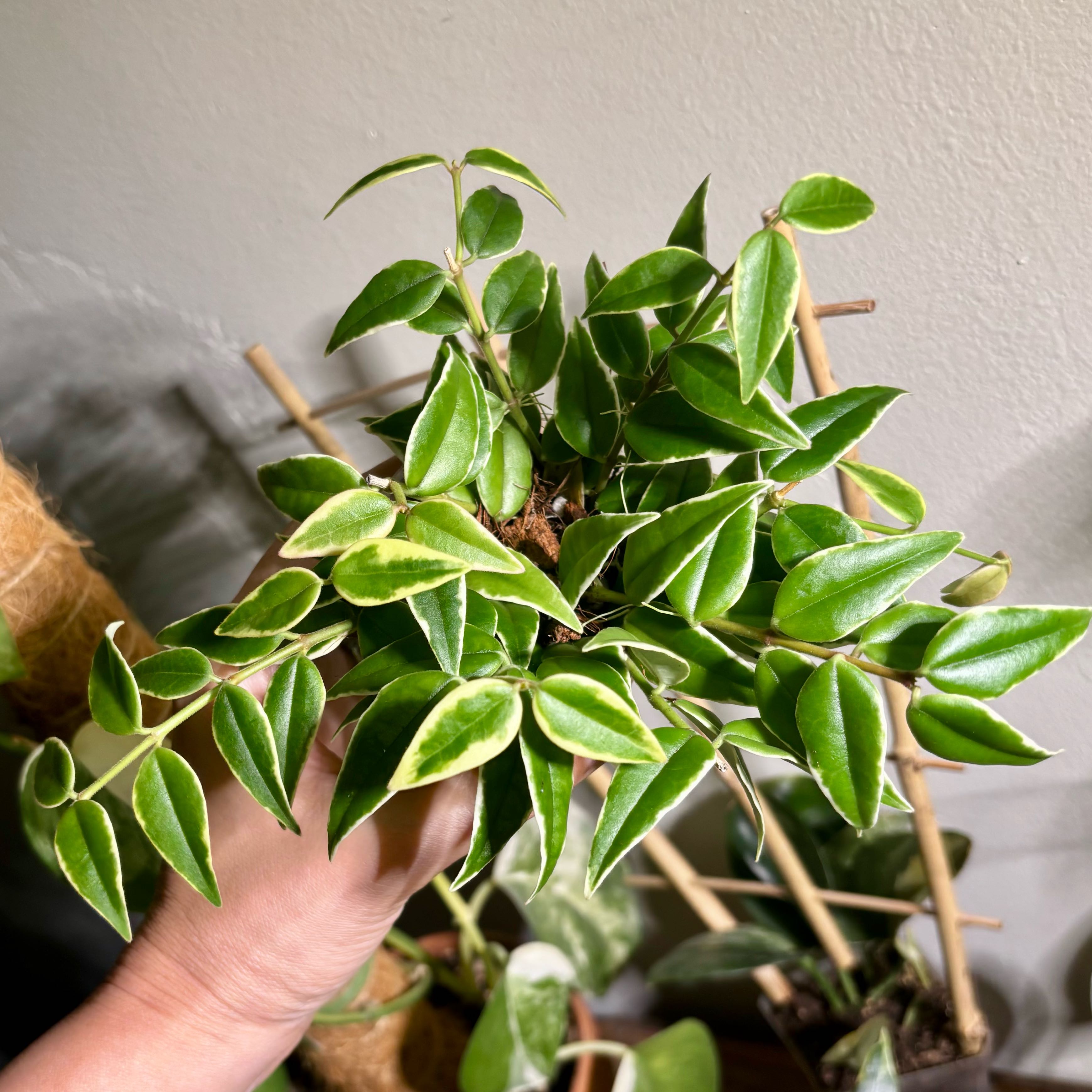 Photo of the plant species Hoya bella albomarginata by @CoriVanSwae named Hoya Bella Albo on Greg, the plant care app