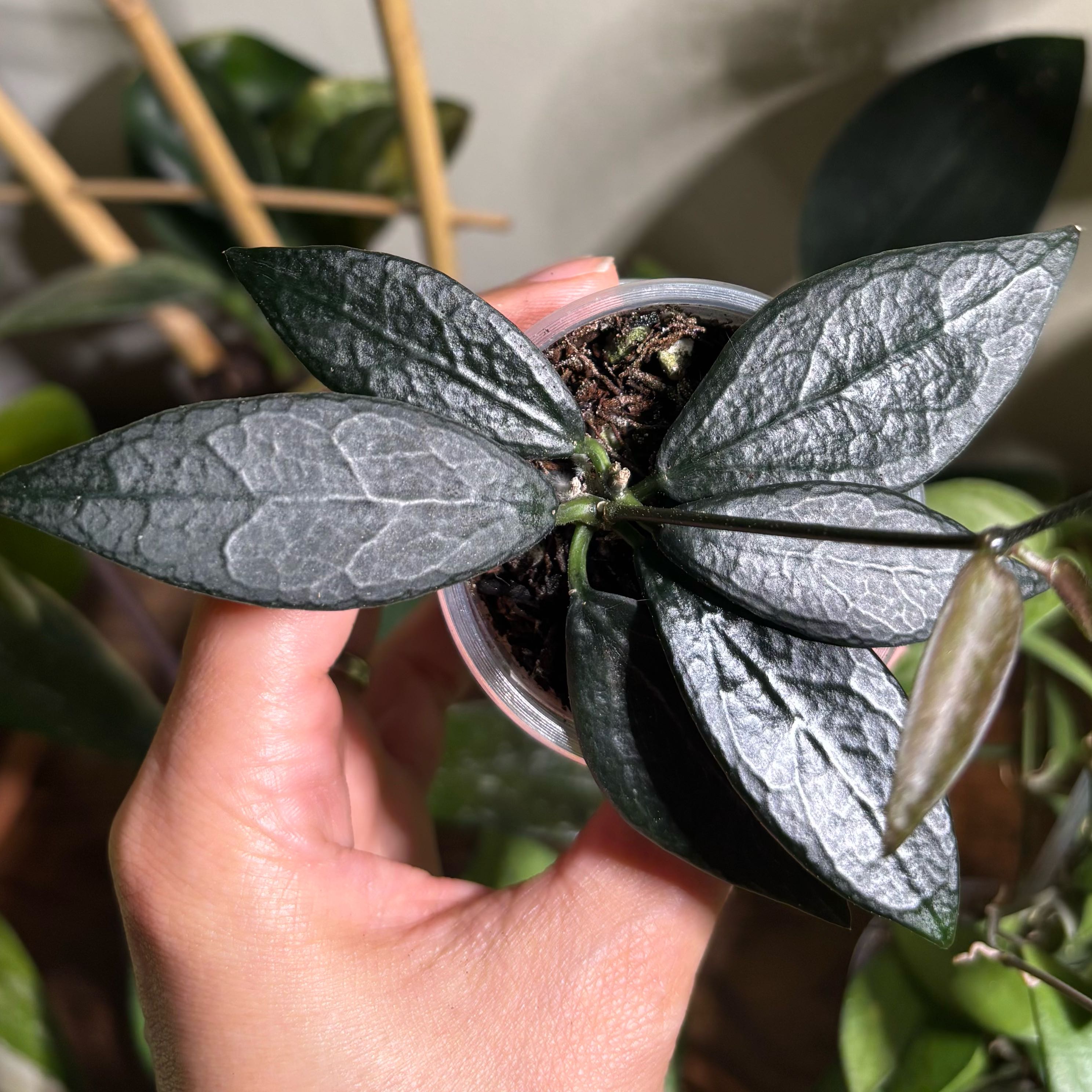 Photo of the plant species Hoya GPS 7240 by @CoriVanSwae named Hoya GPS88 on Greg, the plant care app